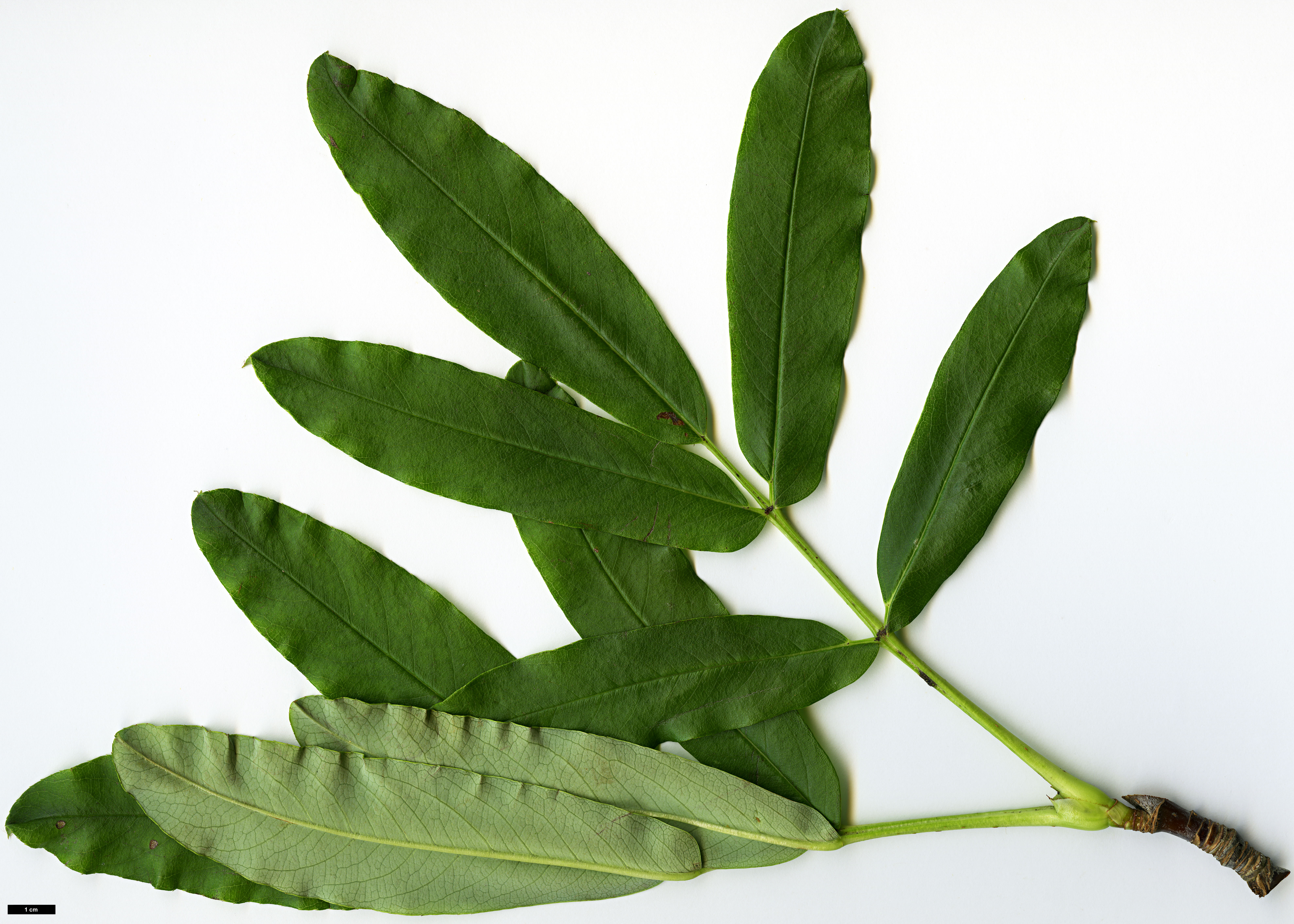 High resolution image: Family: Rosaceae - Genus: Sorbus - Taxon: harrowiana High resolution image: Family: Rosaceae - Genus: Sorbus - Taxon: harrowiana