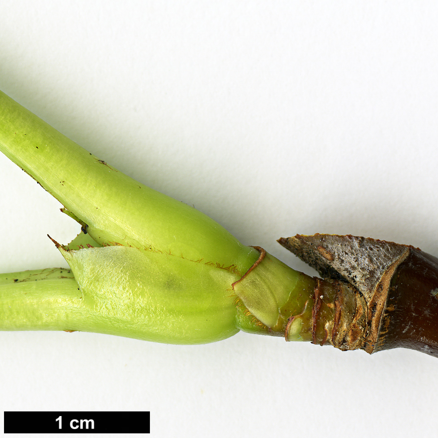 High resolution image: Family: Rosaceae - Genus: Sorbus - Taxon: harrowiana High resolution image: Family: Rosaceae - Genus: Sorbus - Taxon: harrowiana