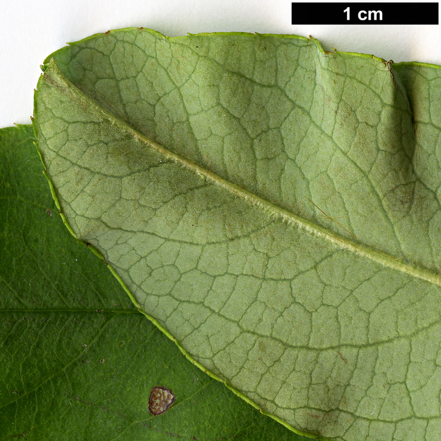 High resolution image: Family: Rosaceae - Genus: Sorbus - Taxon: harrowiana High resolution image: Family: Rosaceae - Genus: Sorbus - Taxon: harrowiana