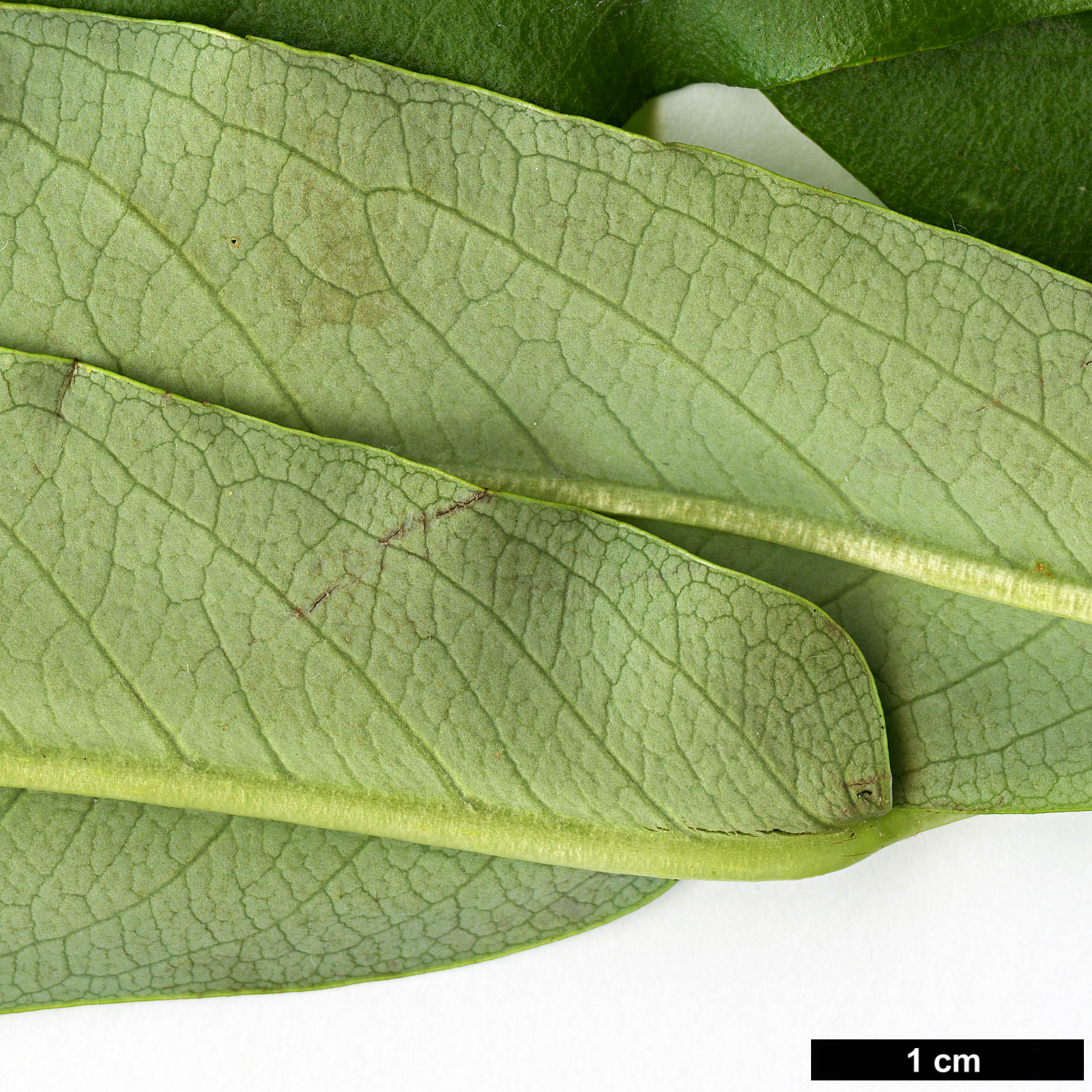 High resolution image: Family: Rosaceae - Genus: Sorbus - Taxon: harrowiana High resolution image: Family: Rosaceae - Genus: Sorbus - Taxon: harrowiana