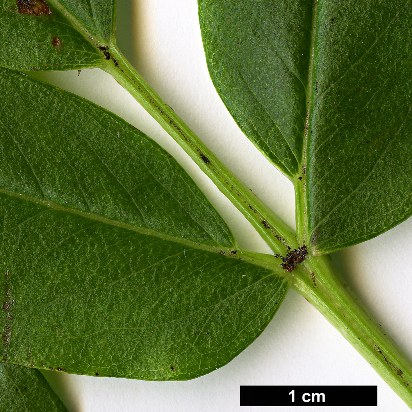 High resolution image: Family: Rosaceae - Genus: Sorbus - Taxon: harrowiana High resolution image: Family: Rosaceae - Genus: Sorbus - Taxon: harrowiana