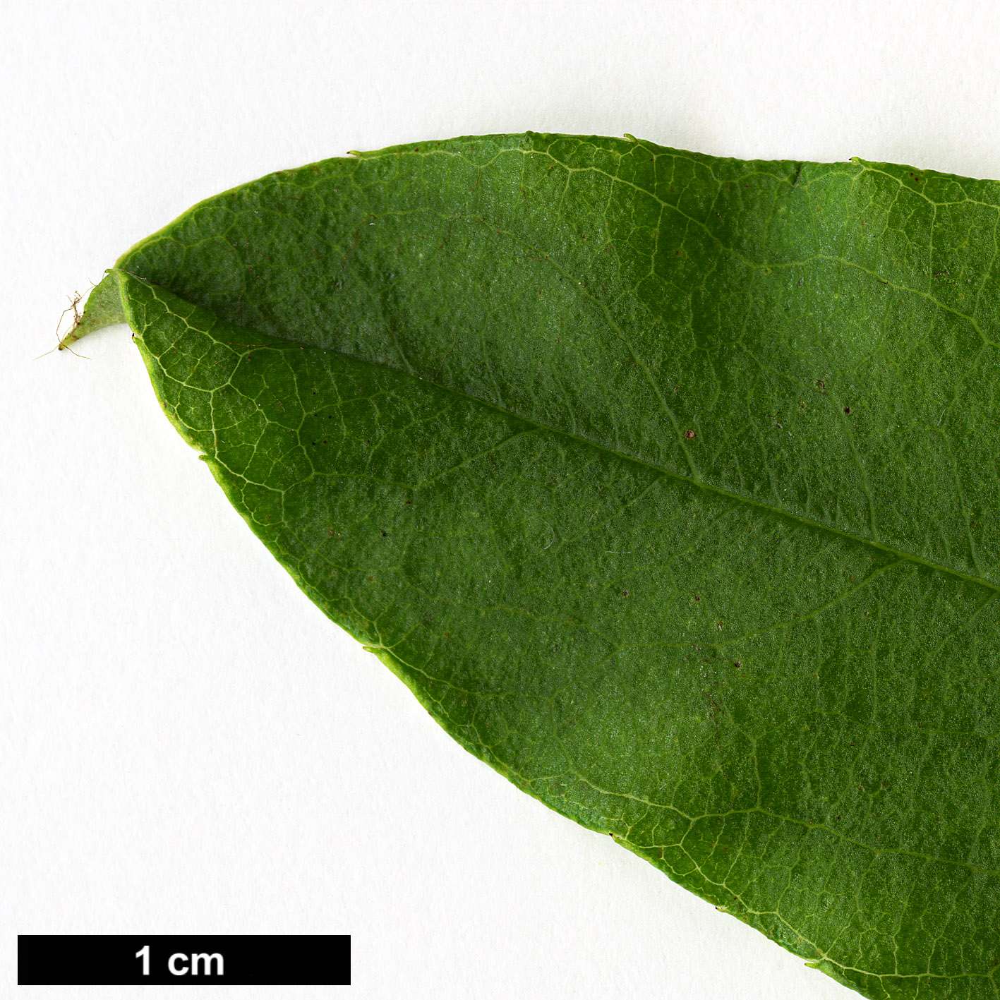 High resolution image: Family: Rosaceae - Genus: Sorbus - Taxon: harrowiana High resolution image: Family: Rosaceae - Genus: Sorbus - Taxon: harrowiana