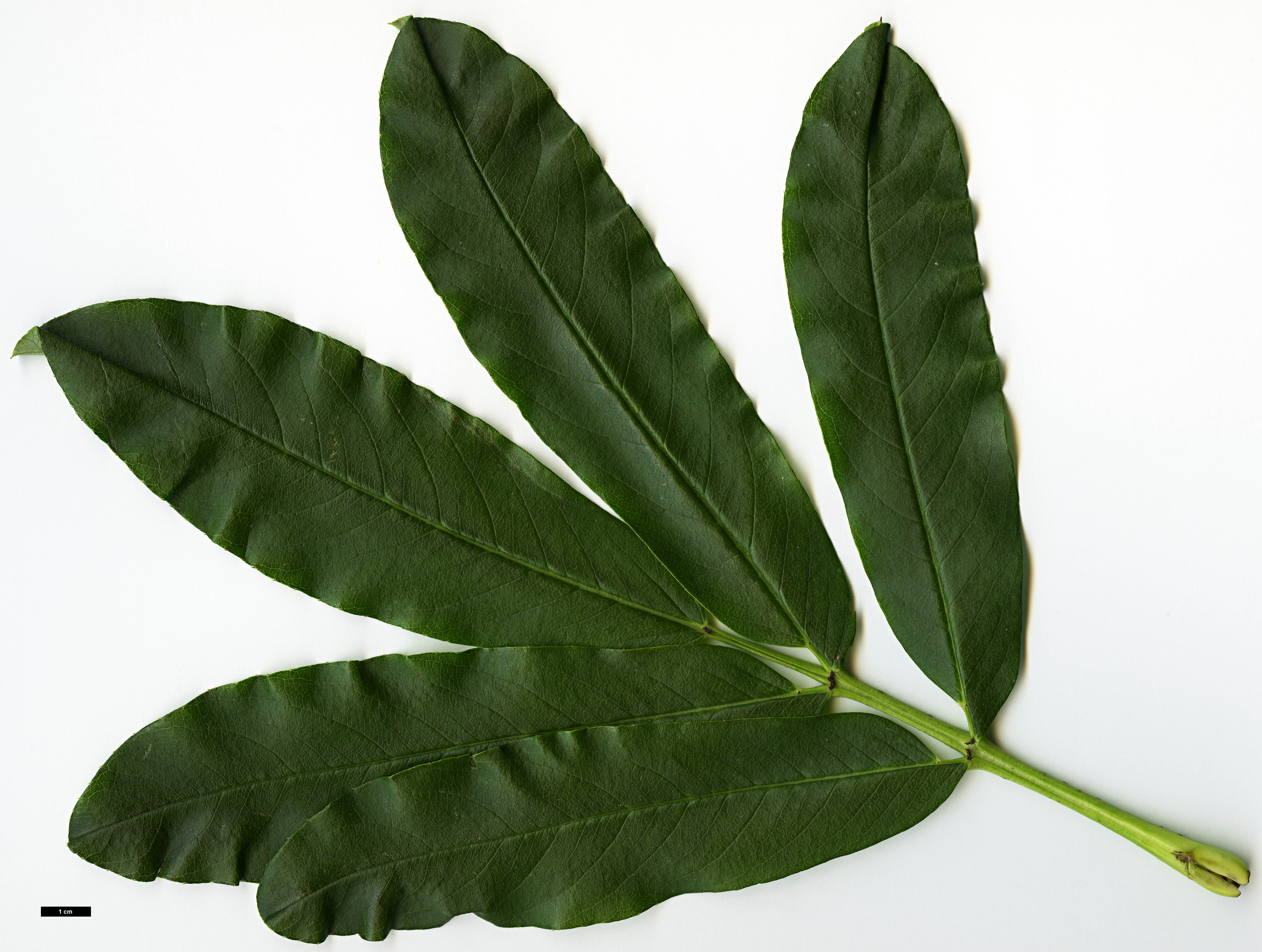 High resolution image: Family: Rosaceae - Genus: Sorbus - Taxon: harrowiana High resolution image: Family: Rosaceae - Genus: Sorbus - Taxon: harrowiana