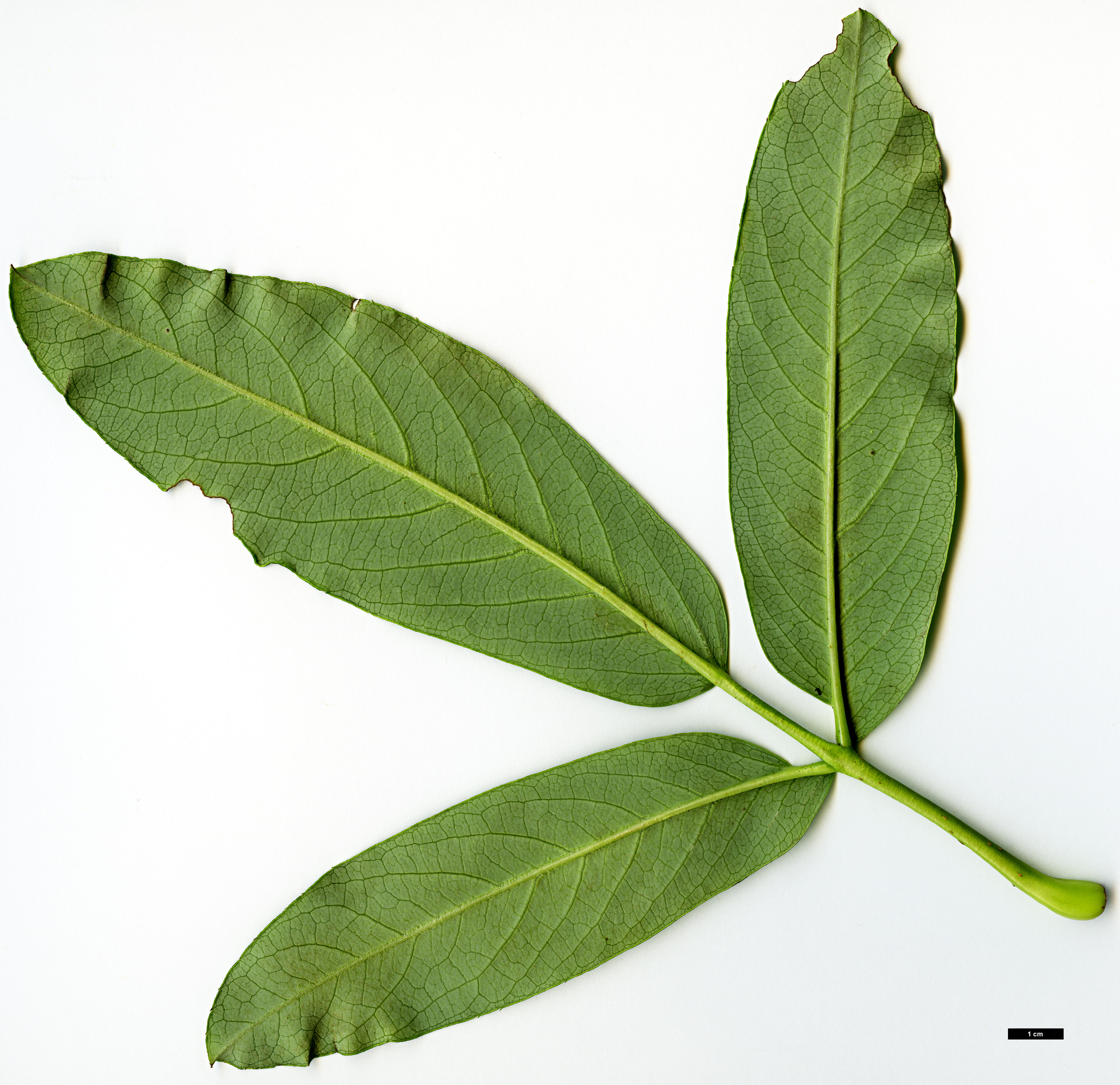 High resolution image: Family: Rosaceae - Genus: Sorbus - Taxon: harrowiana High resolution image: Family: Rosaceae - Genus: Sorbus - Taxon: harrowiana