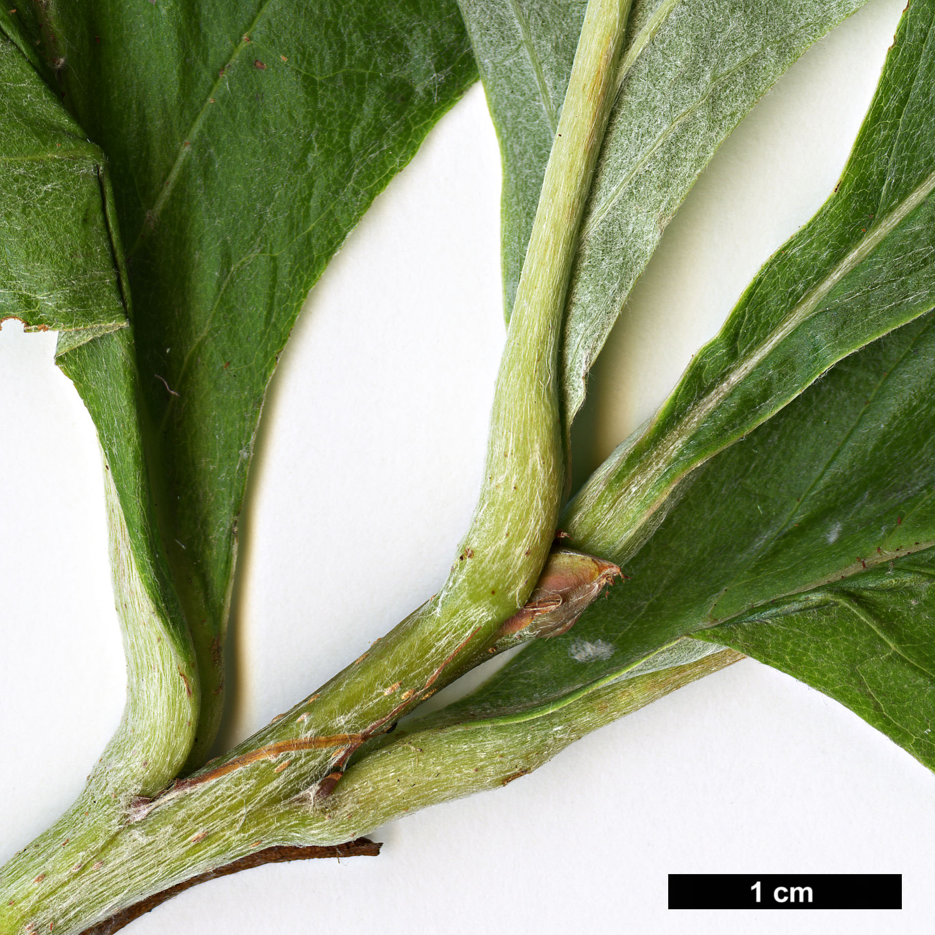 High resolution image: Family: Rosaceae - Genus: Sorbus - Taxon: hedlundii