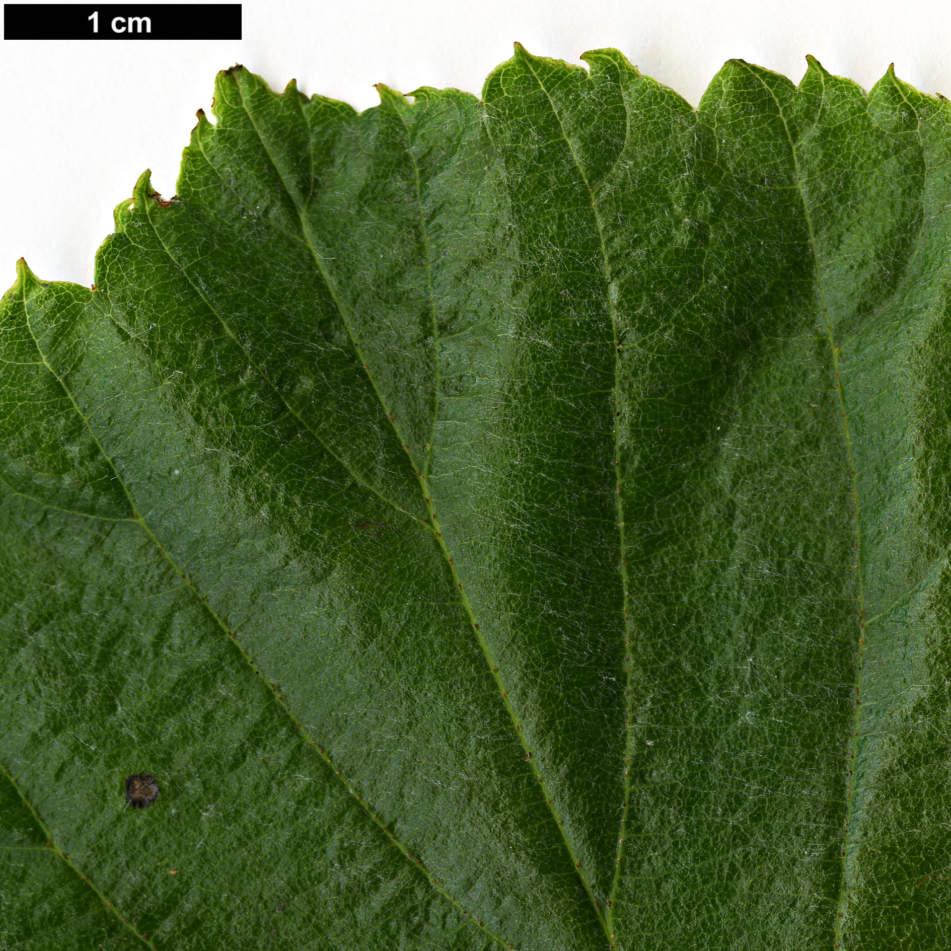 High resolution image: Family: Rosaceae - Genus: Sorbus - Taxon: hedlundii