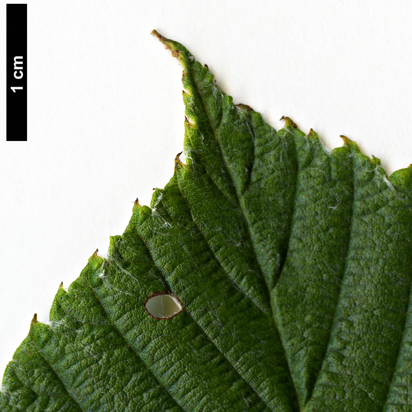 High resolution image: Family: Rosaceae - Genus: Sorbus - Taxon: hedlundii