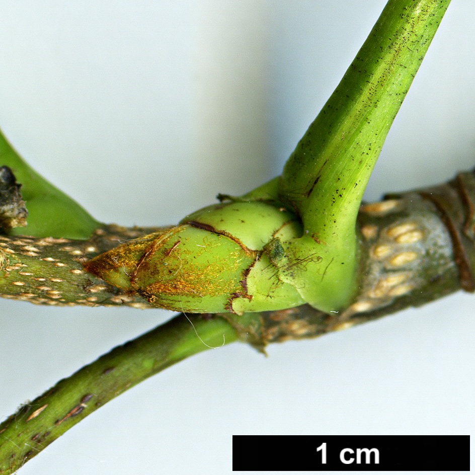 High resolution image: Family: Rosaceae - Genus: Sorbus - Taxon: helenae High resolution image: Family: Rosaceae - Genus: Sorbus - Taxon: helenae