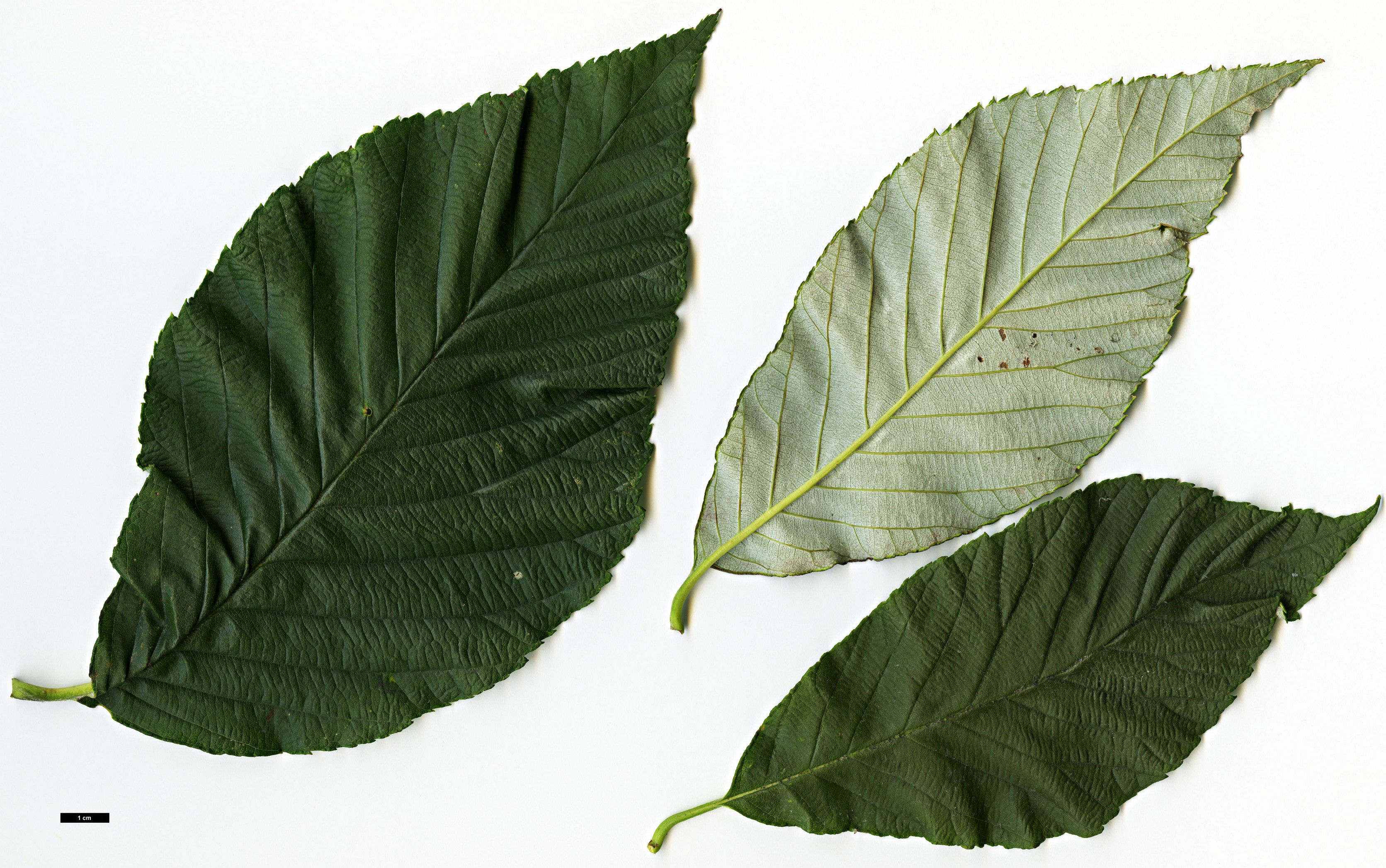 High resolution image: Family: Rosaceae - Genus: Sorbus - Taxon: hemsleyi High resolution image: Family: Rosaceae - Genus: Sorbus - Taxon: hemsleyi