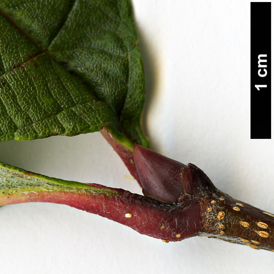 High resolution image: Family: Rosaceae - Genus: Sorbus - Taxon: henryi