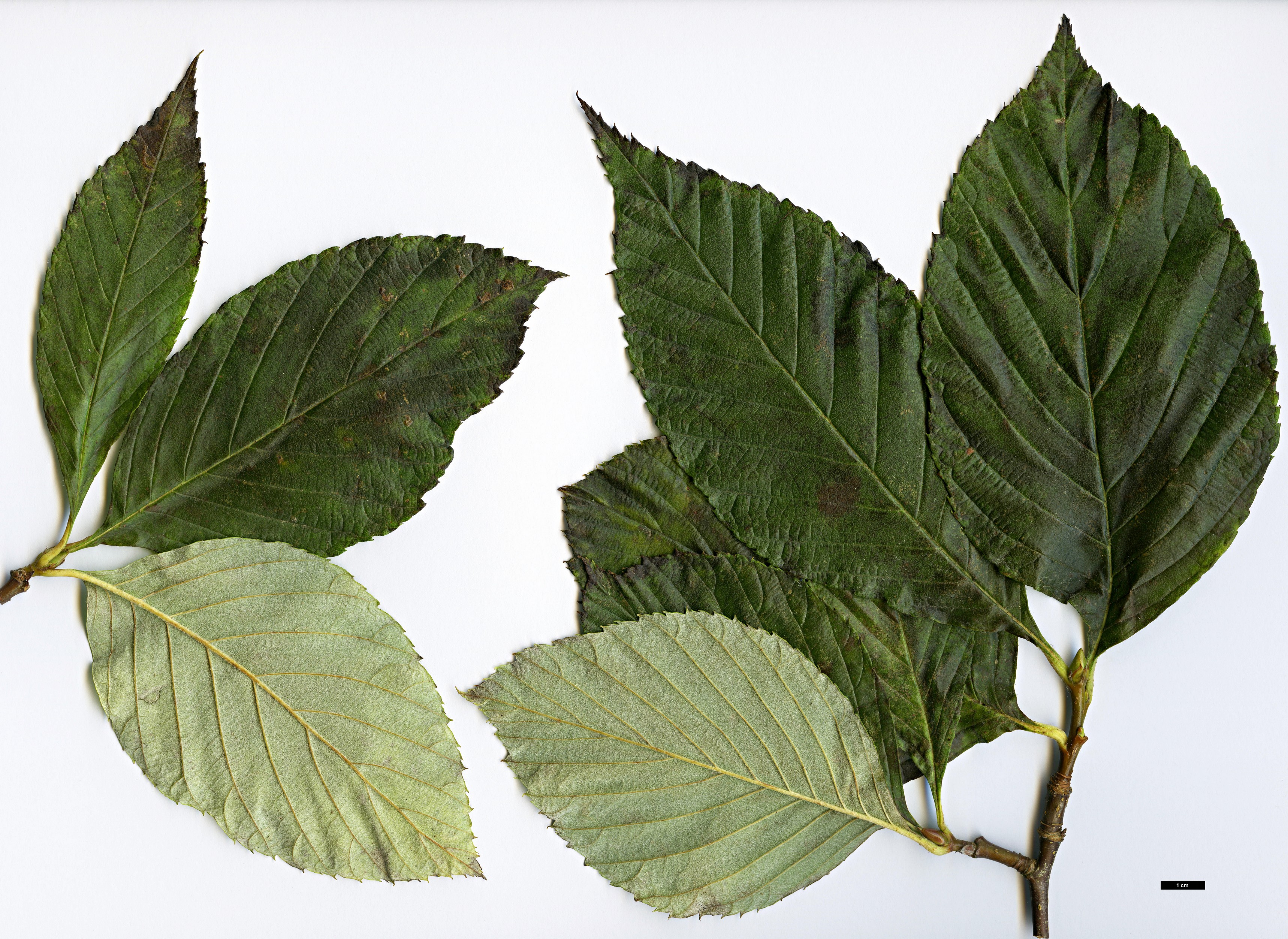 High resolution image: Family: Rosaceae - Genus: Sorbus - Taxon: heseltinei