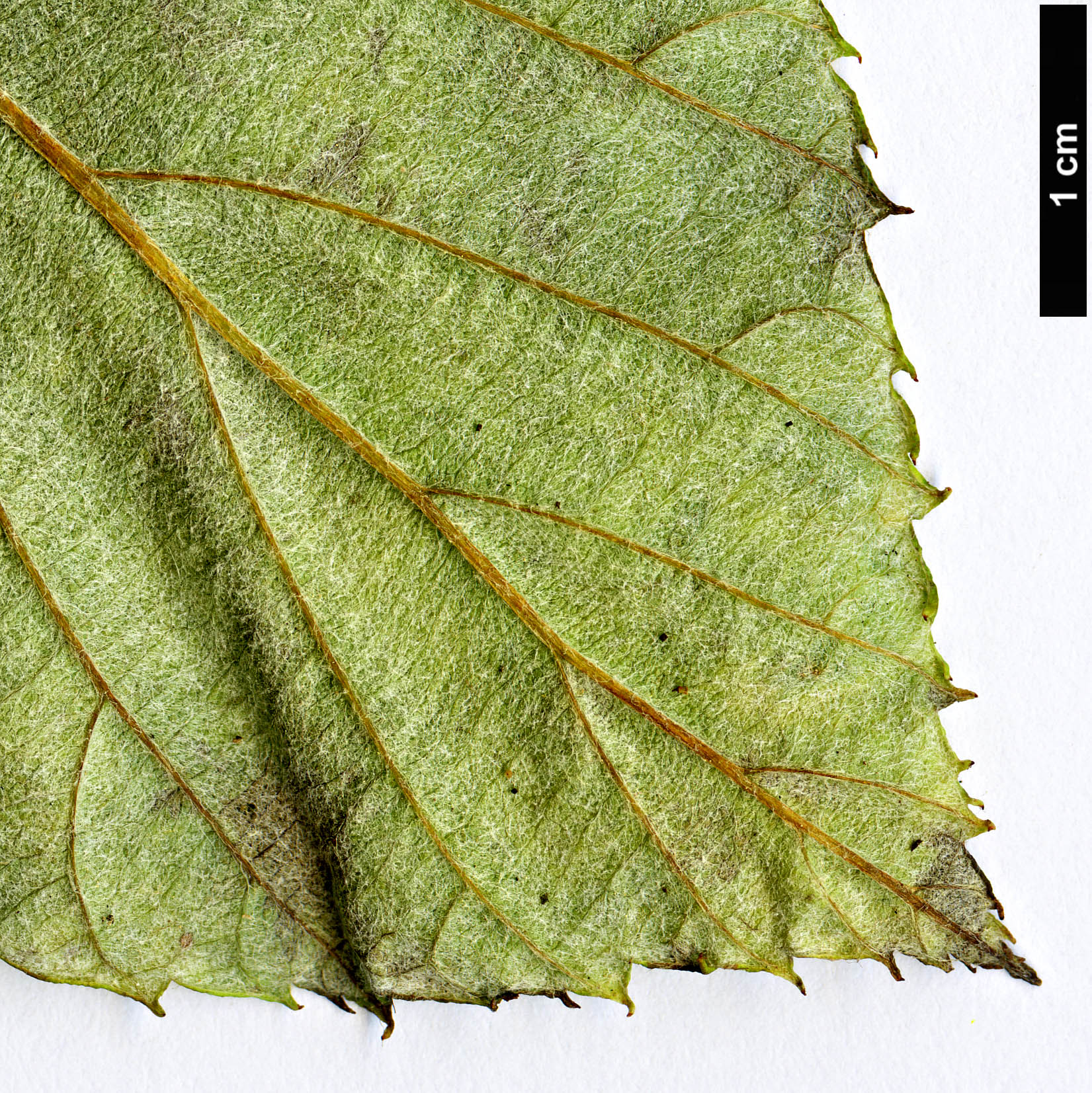 High resolution image: Family: Rosaceae - Genus: Sorbus - Taxon: heseltinei