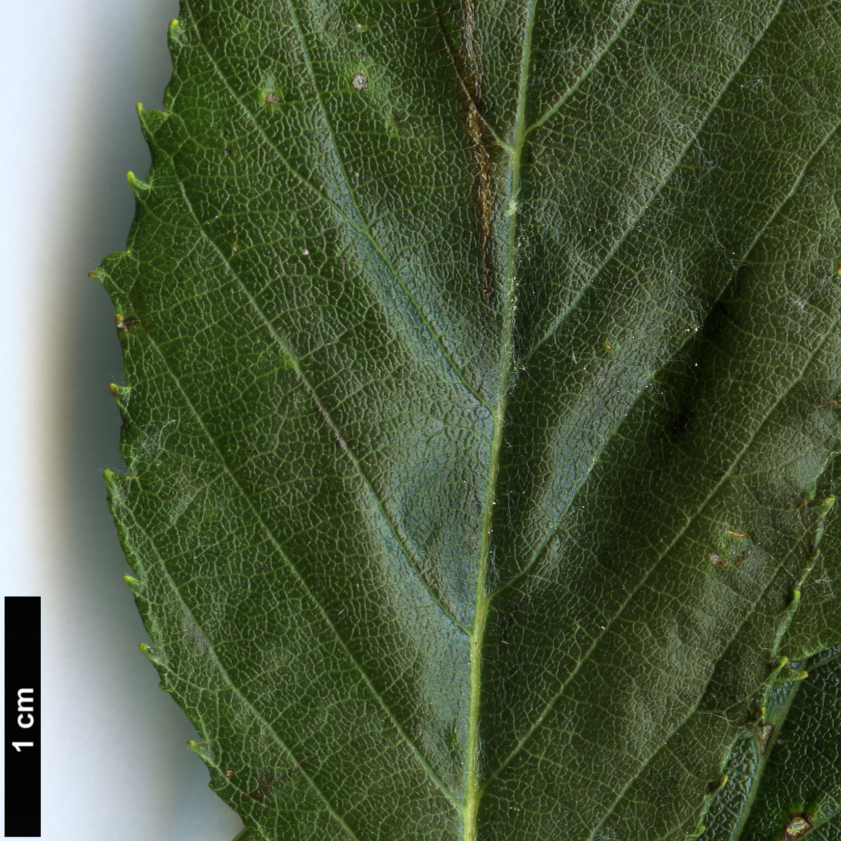 High resolution image: Family: Rosaceae - Genus: Sorbus - Taxon: hunanica