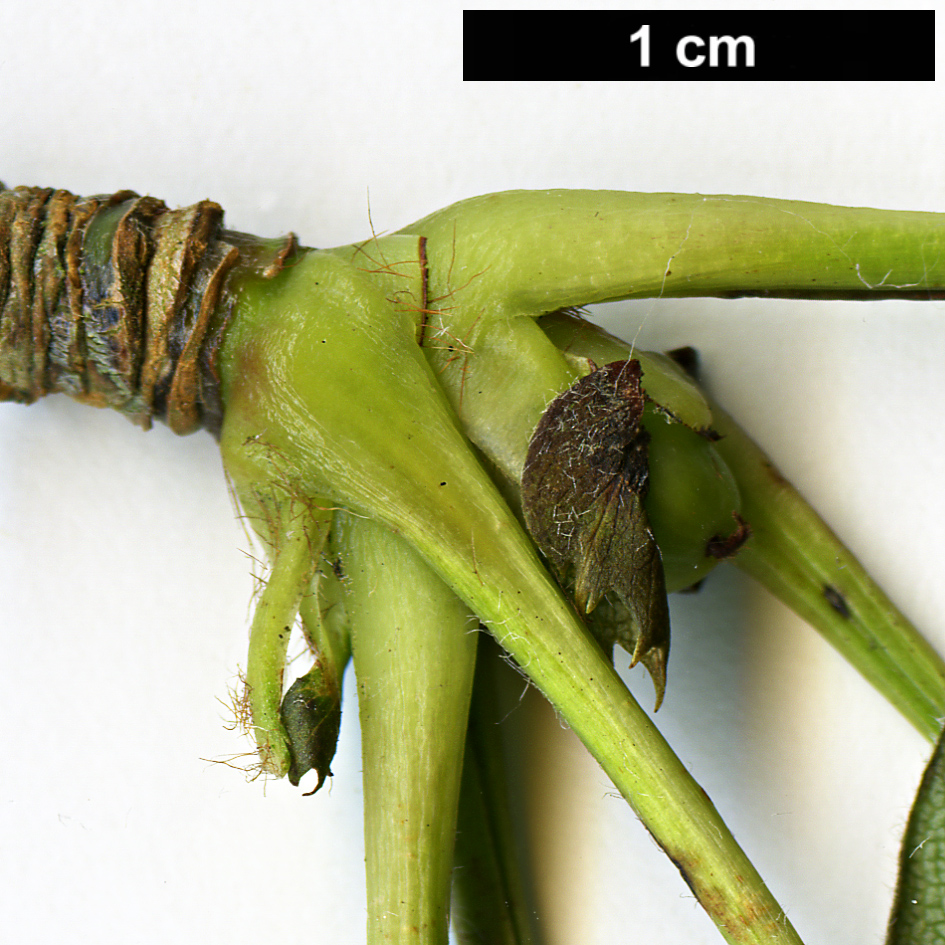 High resolution image: Family: Rosaceae - Genus: Sorbus - Taxon: hypoglauca