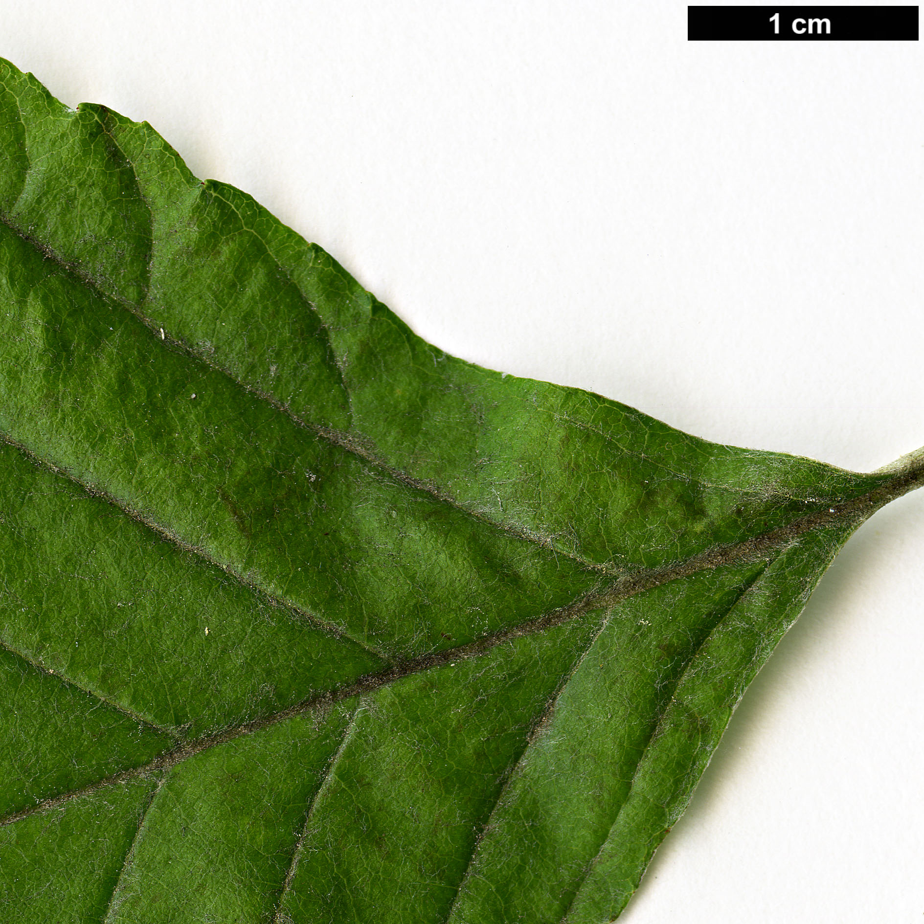 High resolution image: Family: Rosaceae - Genus: Sorbus - Taxon: japonica
