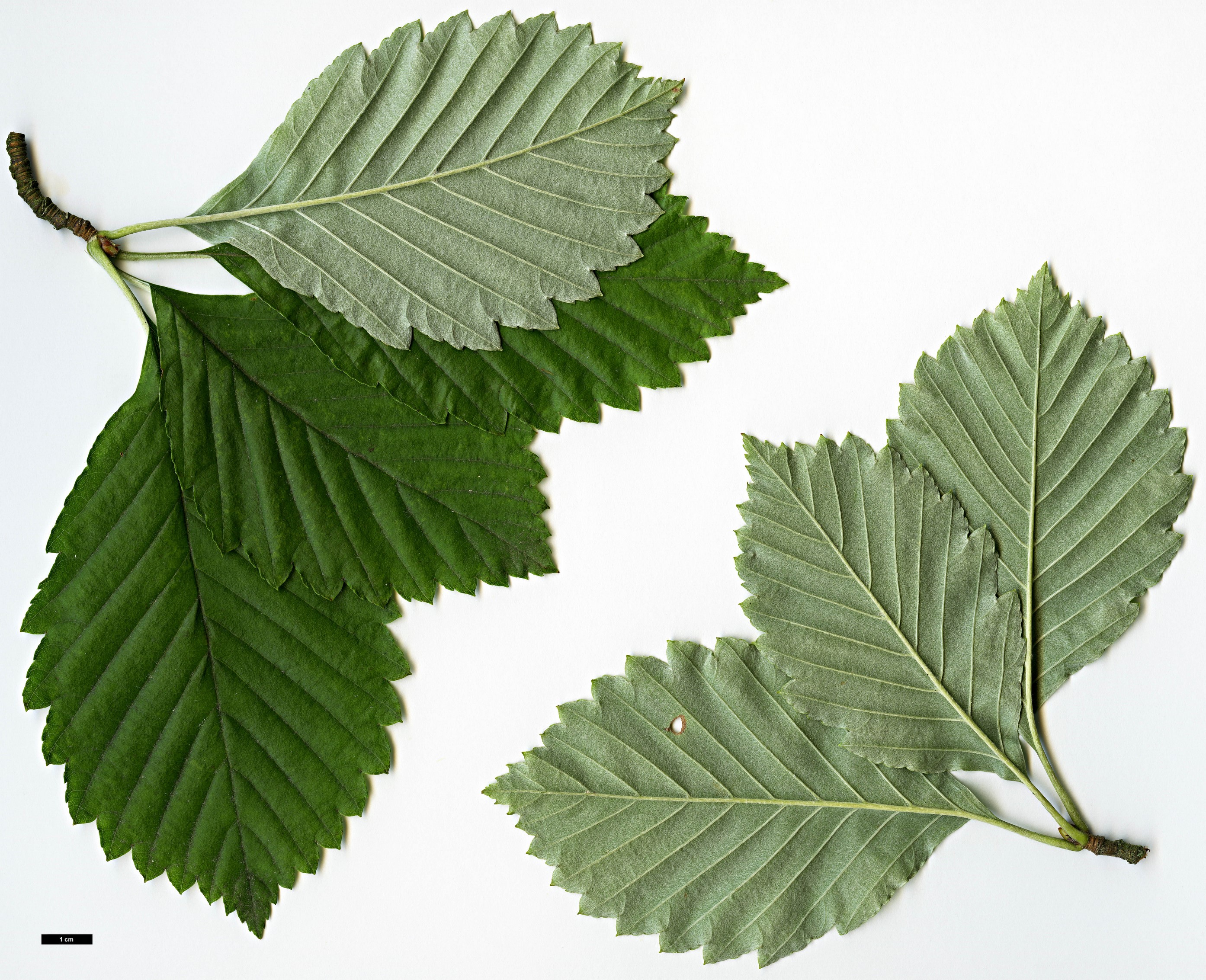 High resolution image: Family: Rosaceae - Genus: Sorbus - Taxon: japonica