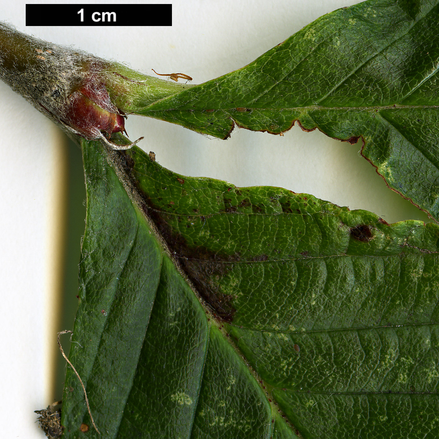 High resolution image: Family: Rosaceae - Genus: Sorbus - Taxon: karchungii