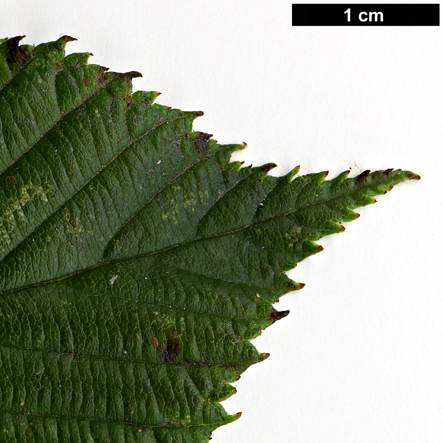 High resolution image: Family: Rosaceae - Genus: Sorbus - Taxon: karchungii