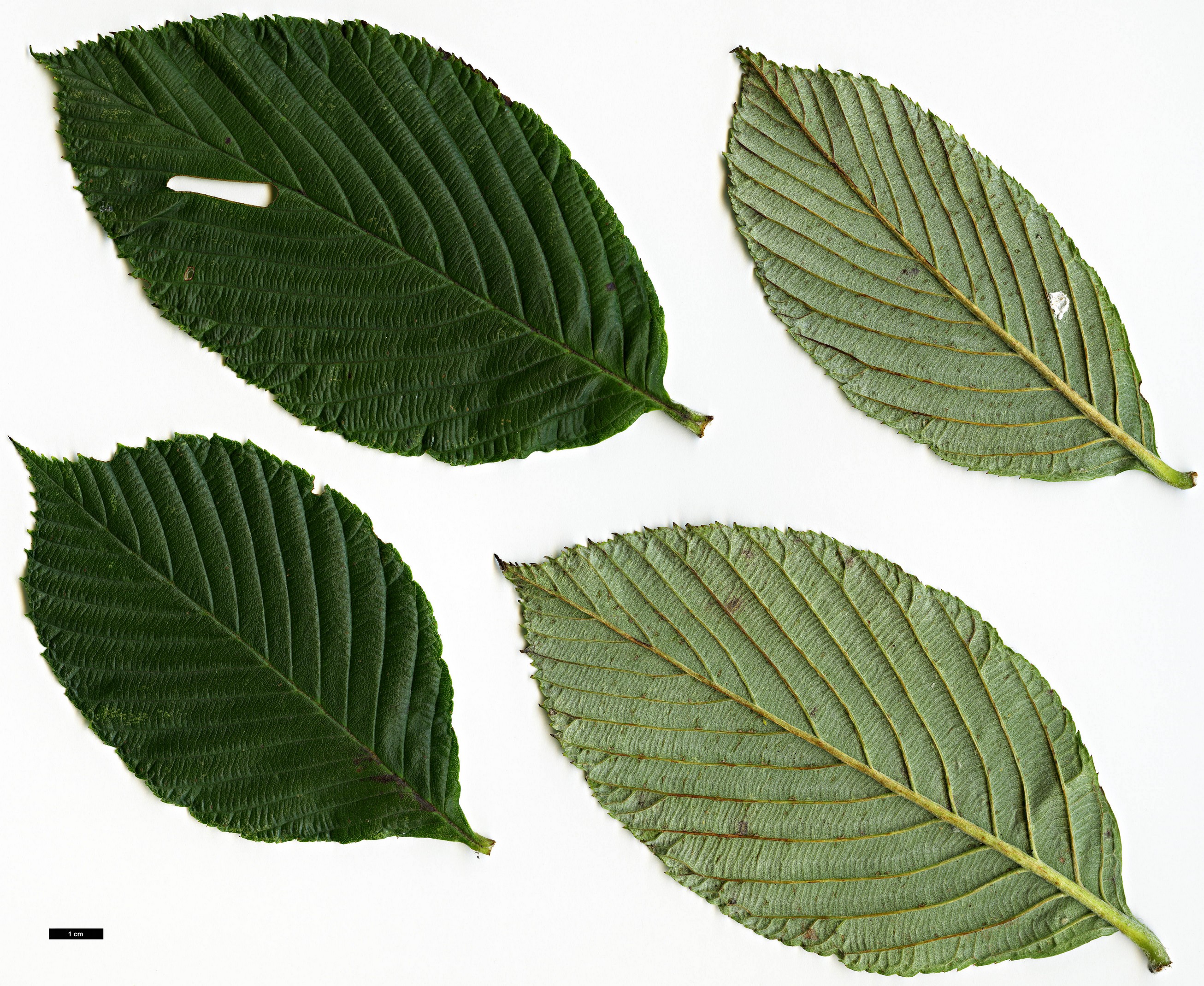 High resolution image: Family: Rosaceae - Genus: Sorbus - Taxon: karchungii