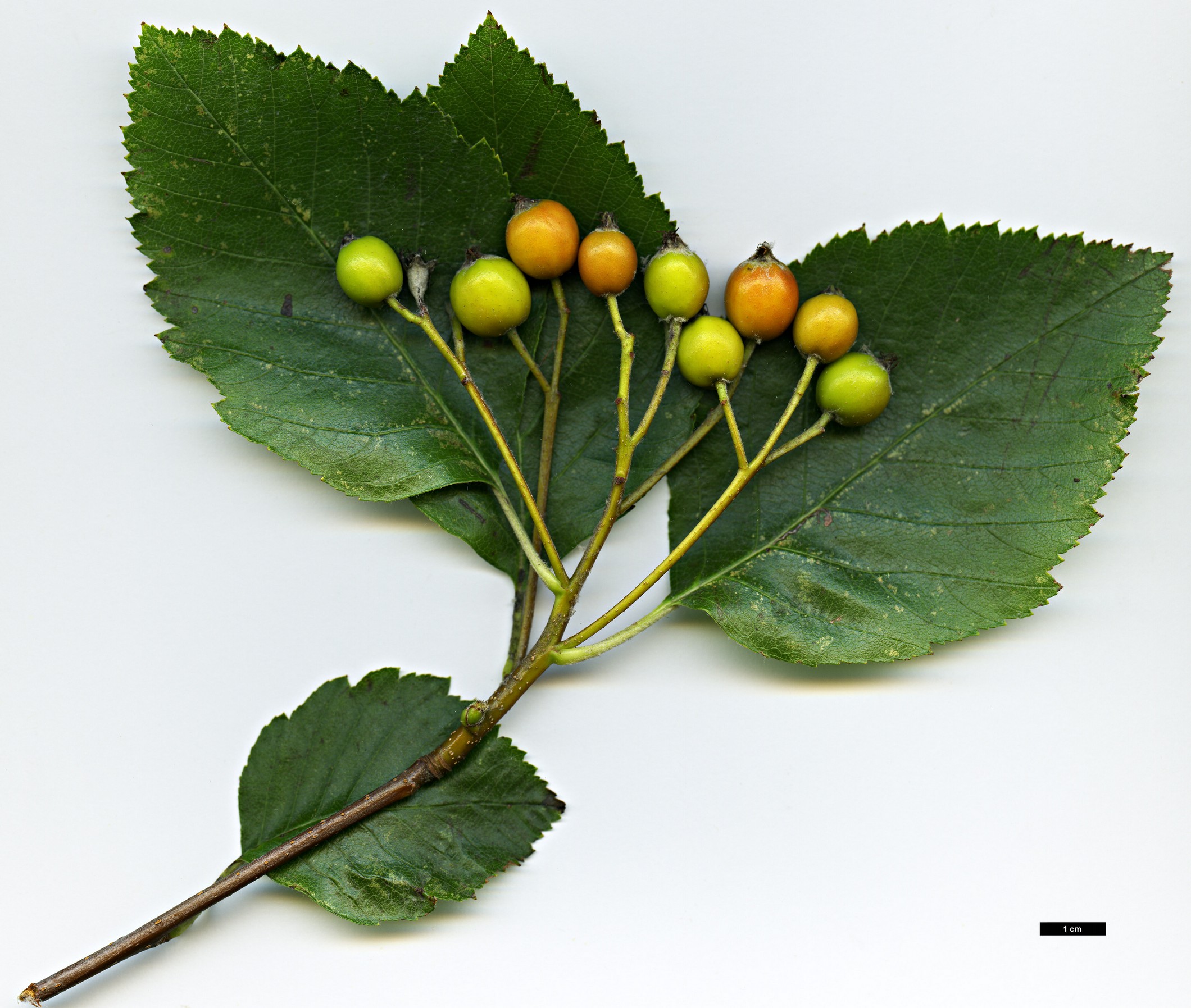 High resolution image: Family: Rosaceae - Genus: Sorbus - Taxon: karpatii