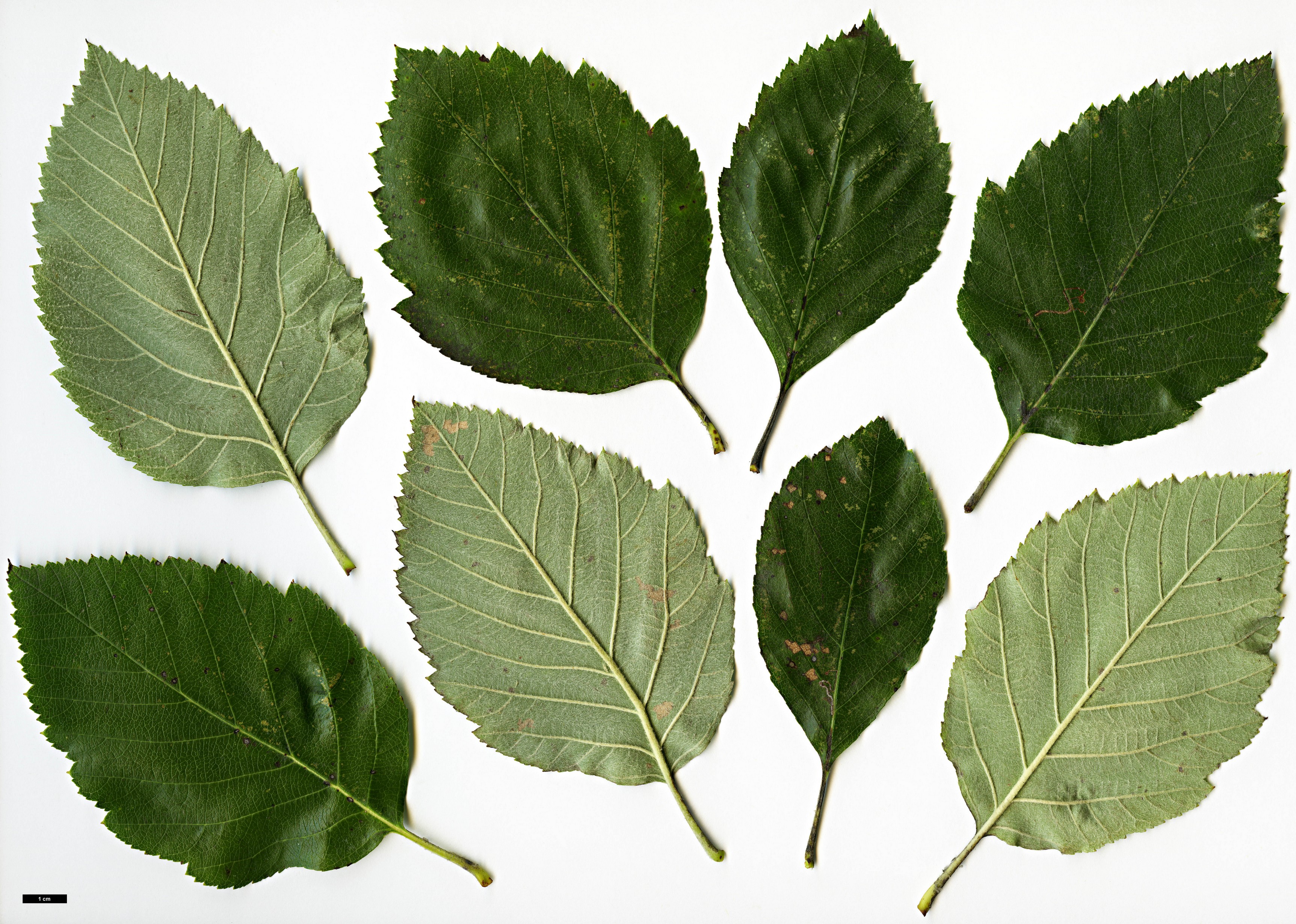 High resolution image: Family: Rosaceae - Genus: Sorbus - Taxon: karpatii