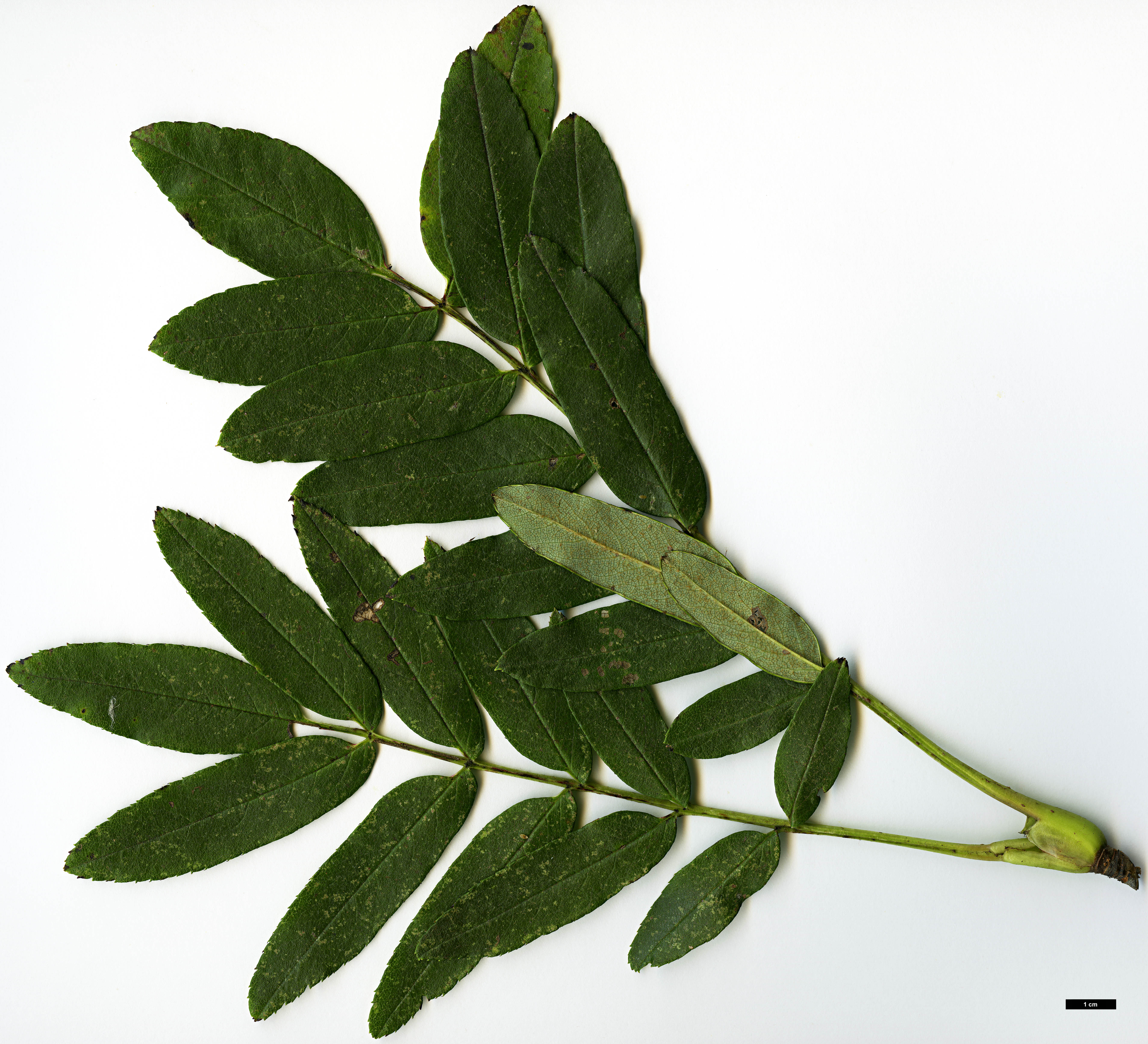 High resolution image: Family: Rosaceae - Genus: Sorbus - Taxon: keenanii High resolution image: Family: Rosaceae - Genus: Sorbus - Taxon: keenanii