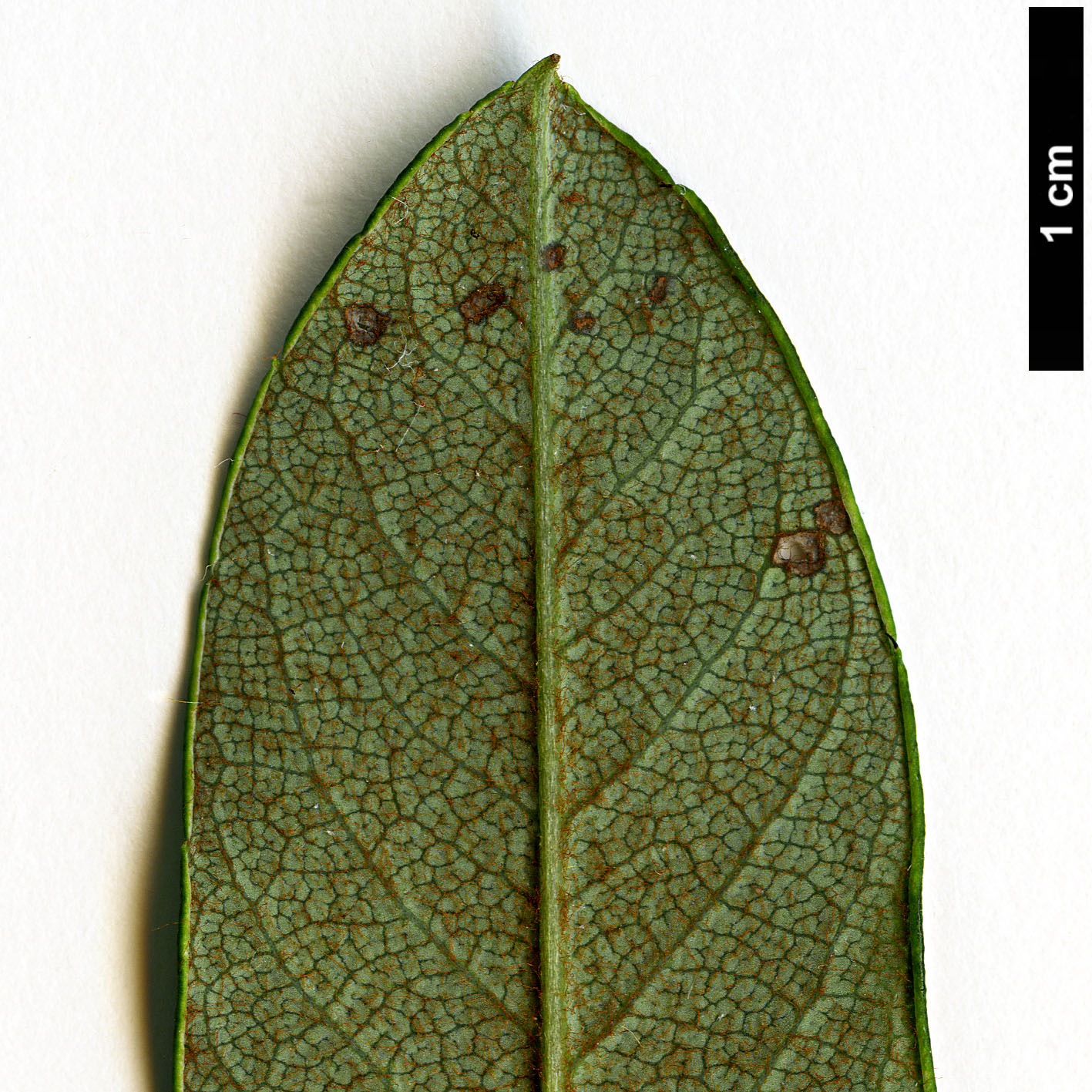 High resolution image: Family: Rosaceae - Genus: Sorbus - Taxon: keenanii High resolution image: Family: Rosaceae - Genus: Sorbus - Taxon: keenanii