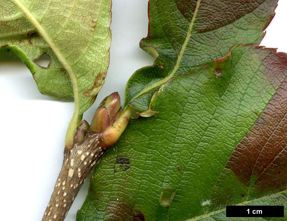 High resolution image: Family: Rosaceae - Genus: Sorbus - Taxon: keissleri High resolution image: Family: Rosaceae - Genus: Sorbus - Taxon: keissleri