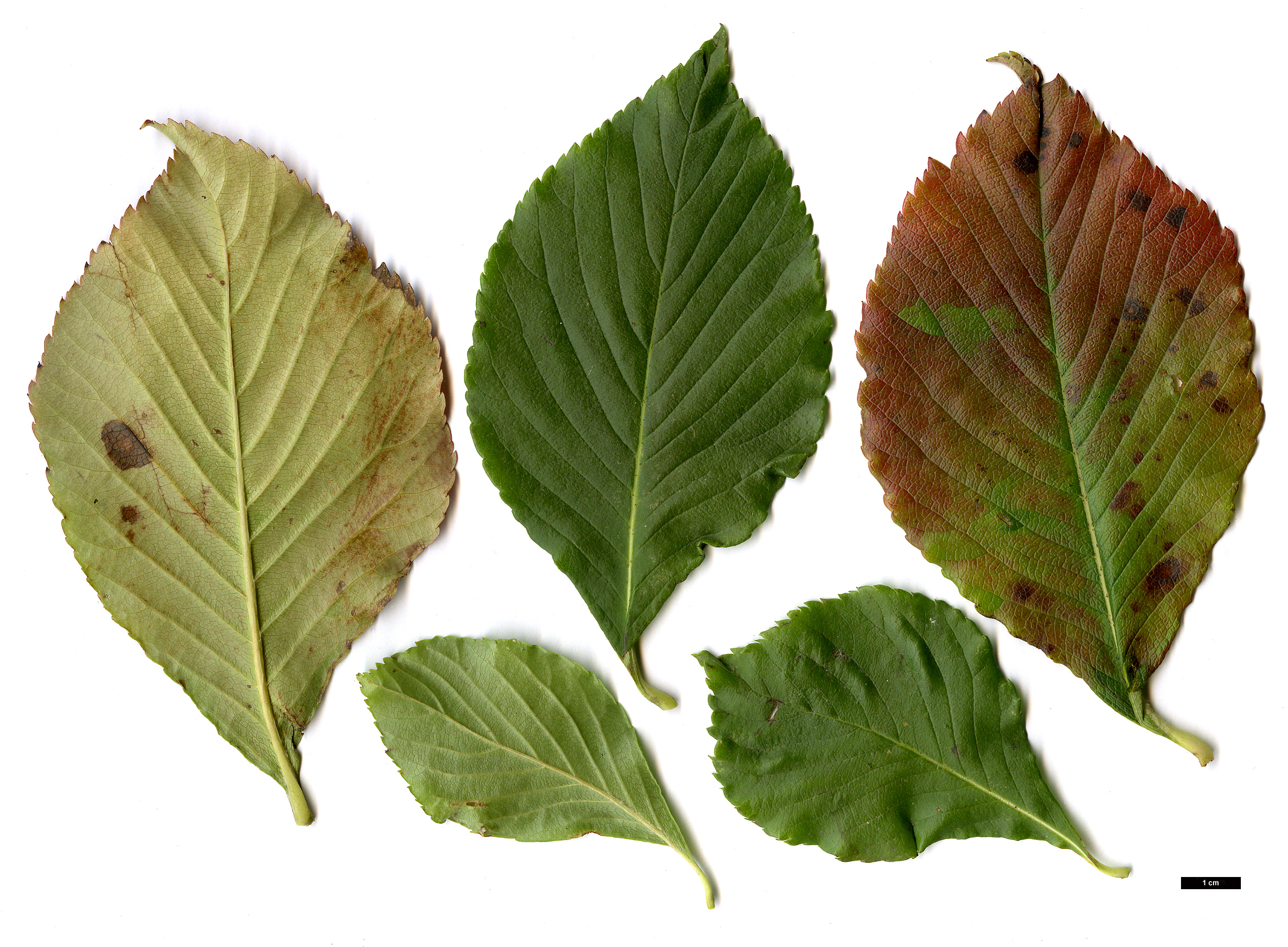 High resolution image: Family: Rosaceae - Genus: Sorbus - Taxon: keissleri High resolution image: Family: Rosaceae - Genus: Sorbus - Taxon: keissleri