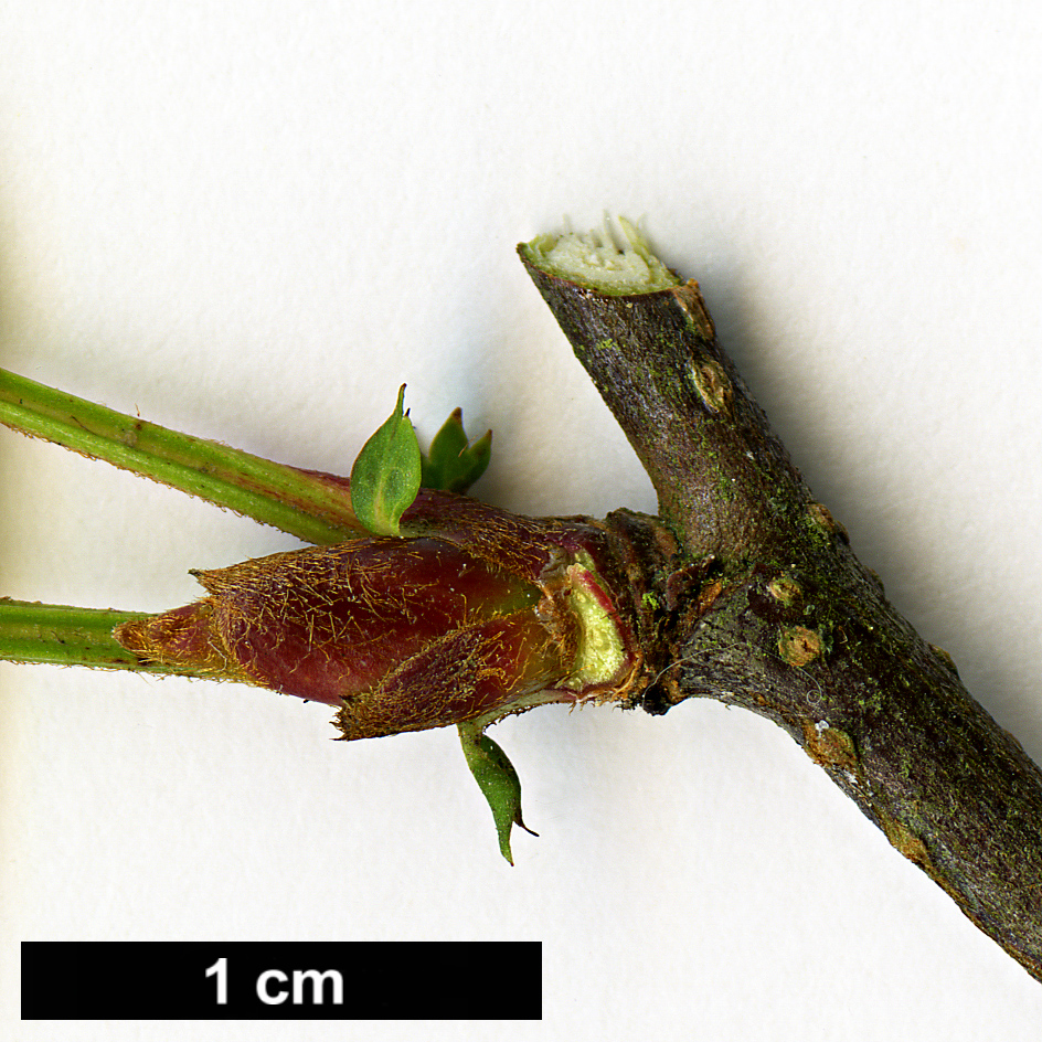 High resolution image: Family: Rosaceae - Genus: Sorbus - Taxon: koehneana