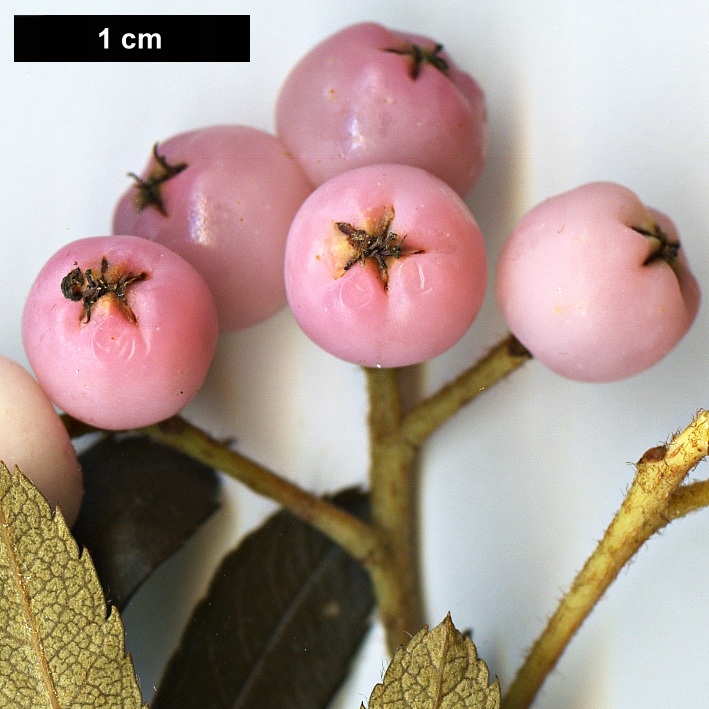 High resolution image: Family: Rosaceae - Genus: Sorbus - Taxon: kongboensis