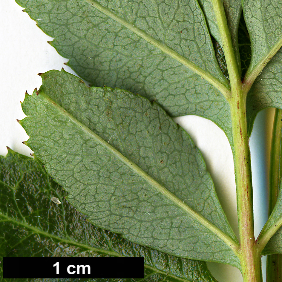 High resolution image: Family: Rosaceae - Genus: Sorbus - Taxon: kurzii