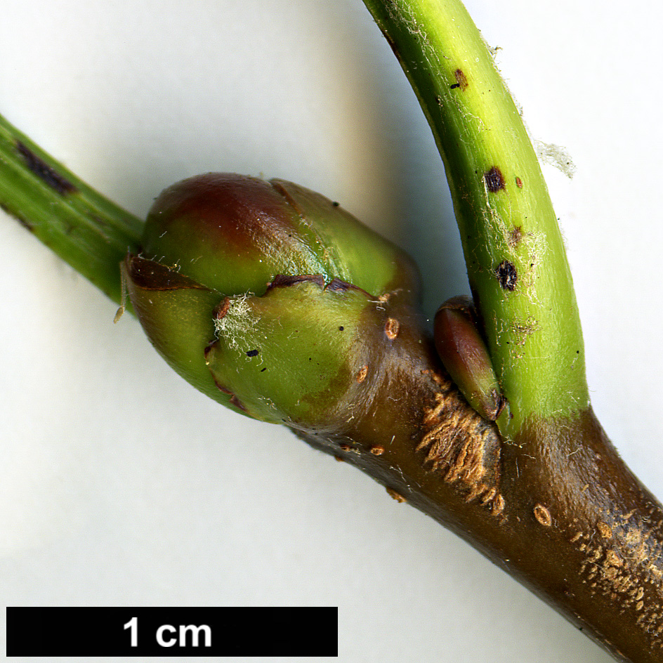 High resolution image: Family: Rosaceae - Genus: Sorbus - Taxon: lanata