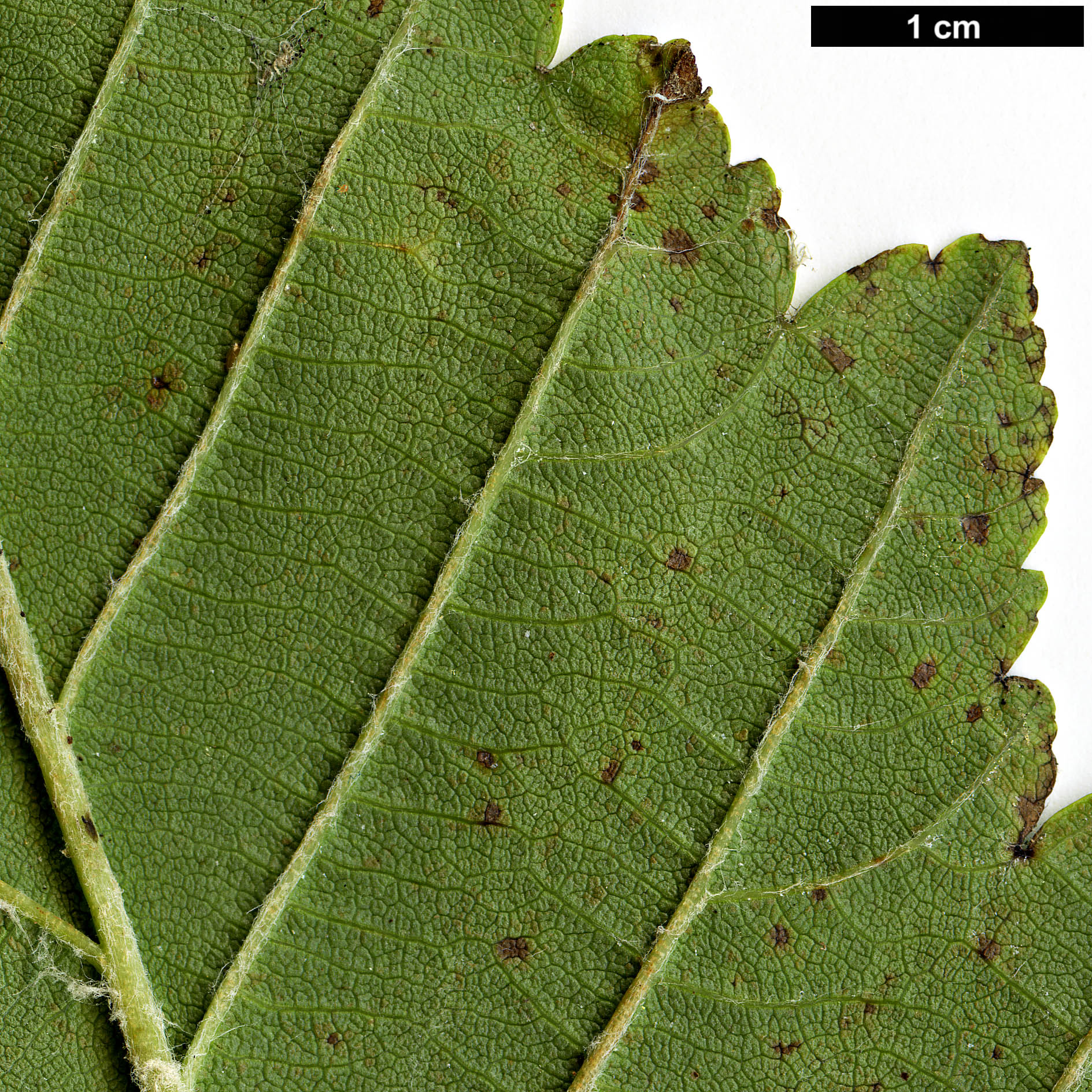 High resolution image: Family: Rosaceae - Genus: Sorbus - Taxon: lanata