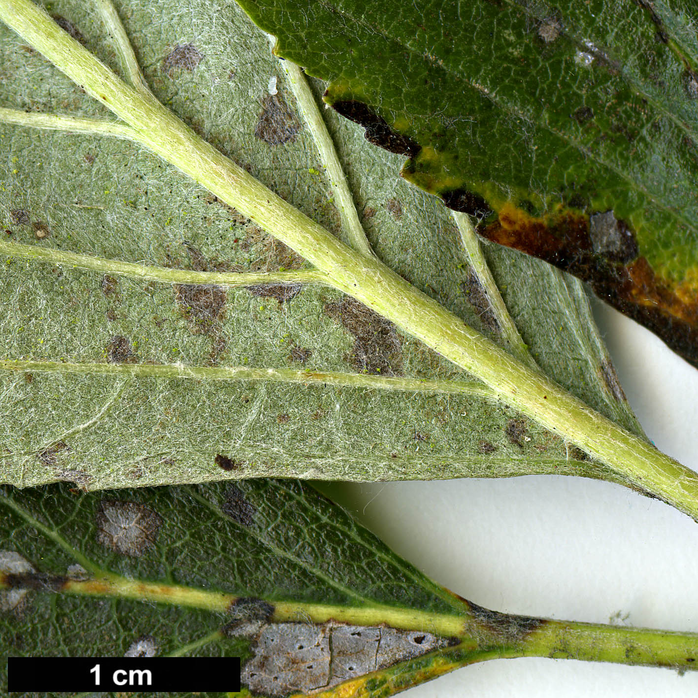 High resolution image: Family: Rosaceae - Genus: Sorbus - Taxon: lancastriensis High resolution image: Family: Rosaceae - Genus: Sorbus - Taxon: lancastriensis