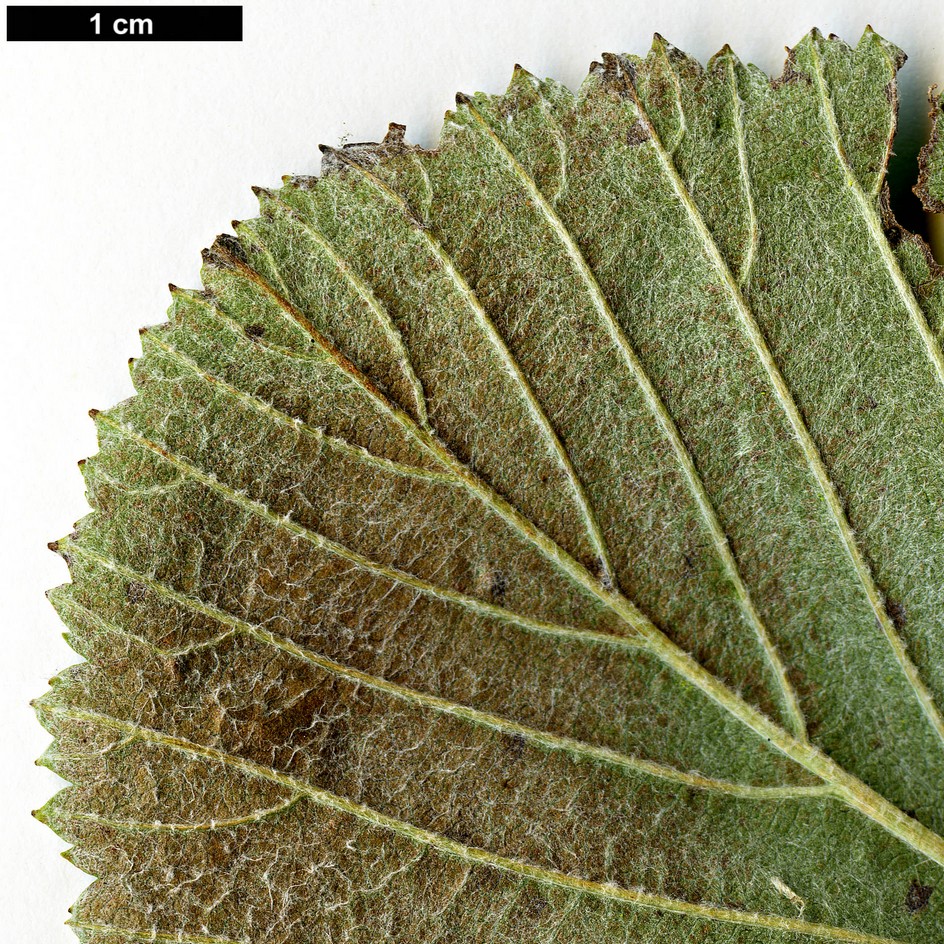 High resolution image: Family: Rosaceae - Genus: Sorbus - Taxon: lancastriensis High resolution image: Family: Rosaceae - Genus: Sorbus - Taxon: lancastriensis