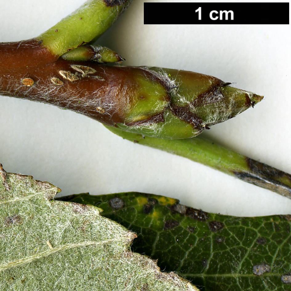 High resolution image: Family: Rosaceae - Genus: Sorbus - Taxon: lancastriensis High resolution image: Family: Rosaceae - Genus: Sorbus - Taxon: lancastriensis