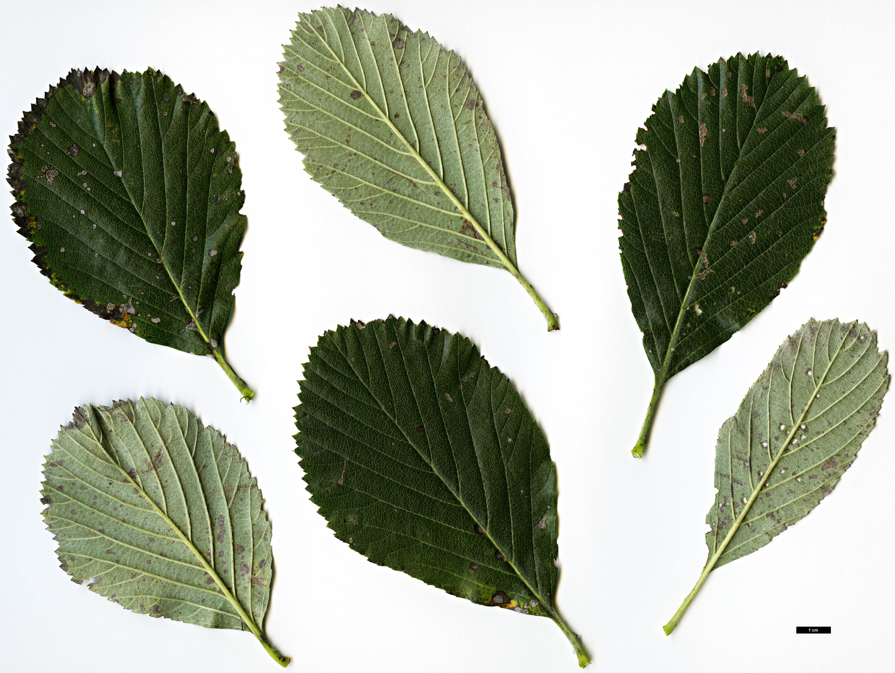 High resolution image: Family: Rosaceae - Genus: Sorbus - Taxon: lancastriensis High resolution image: Family: Rosaceae - Genus: Sorbus - Taxon: lancastriensis