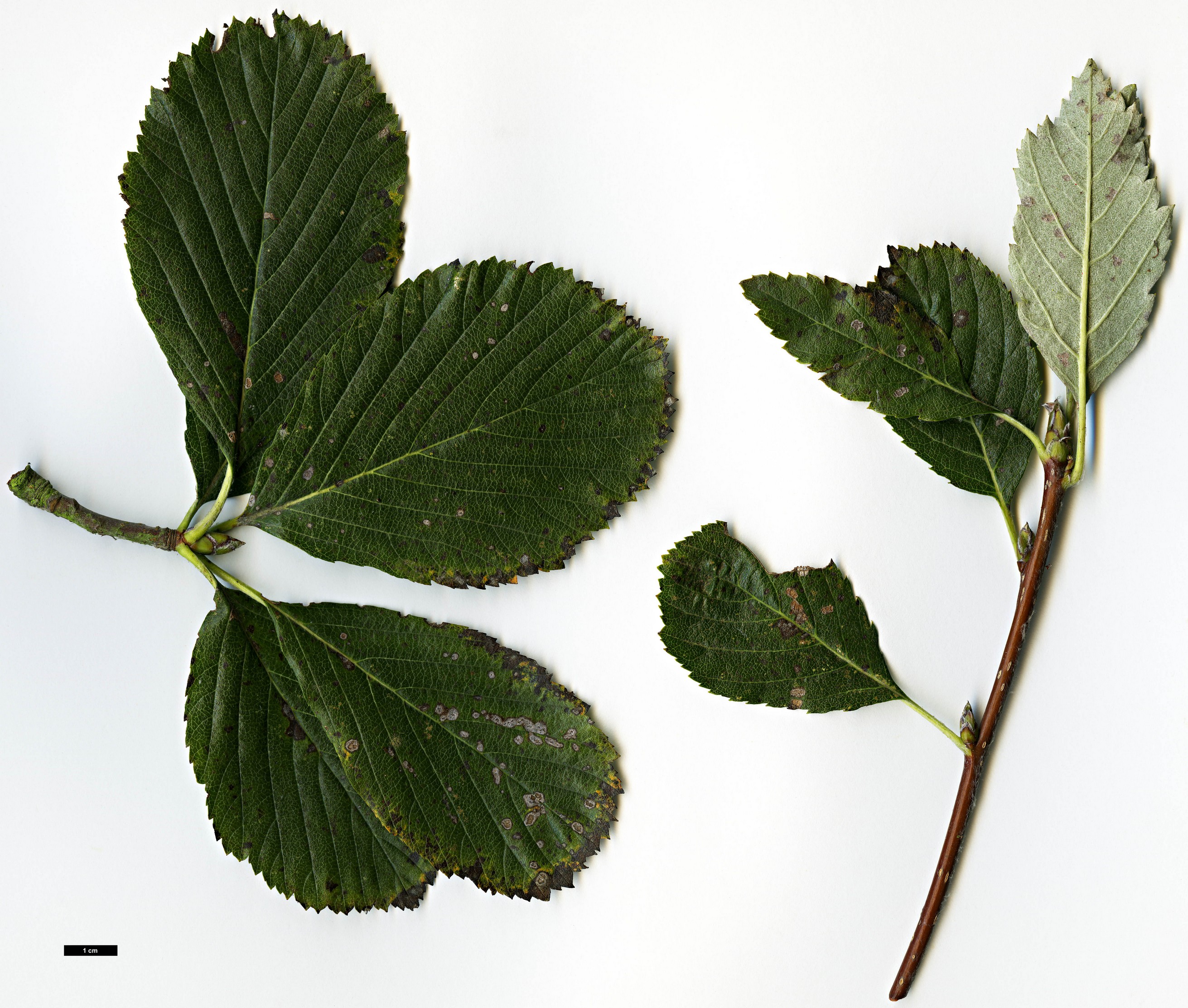 High resolution image: Family: Rosaceae - Genus: Sorbus - Taxon: lancastriensis