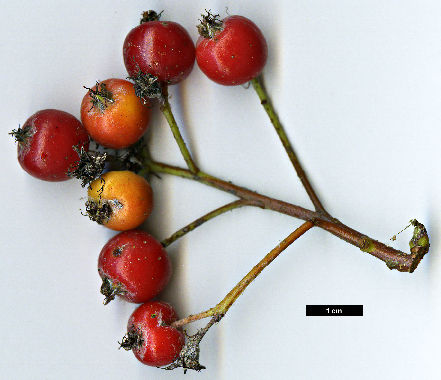 High resolution image: Family: Rosaceae - Genus: Sorbus - Taxon: lancastriensis High resolution image: Family: Rosaceae - Genus: Sorbus - Taxon: lancastriensis