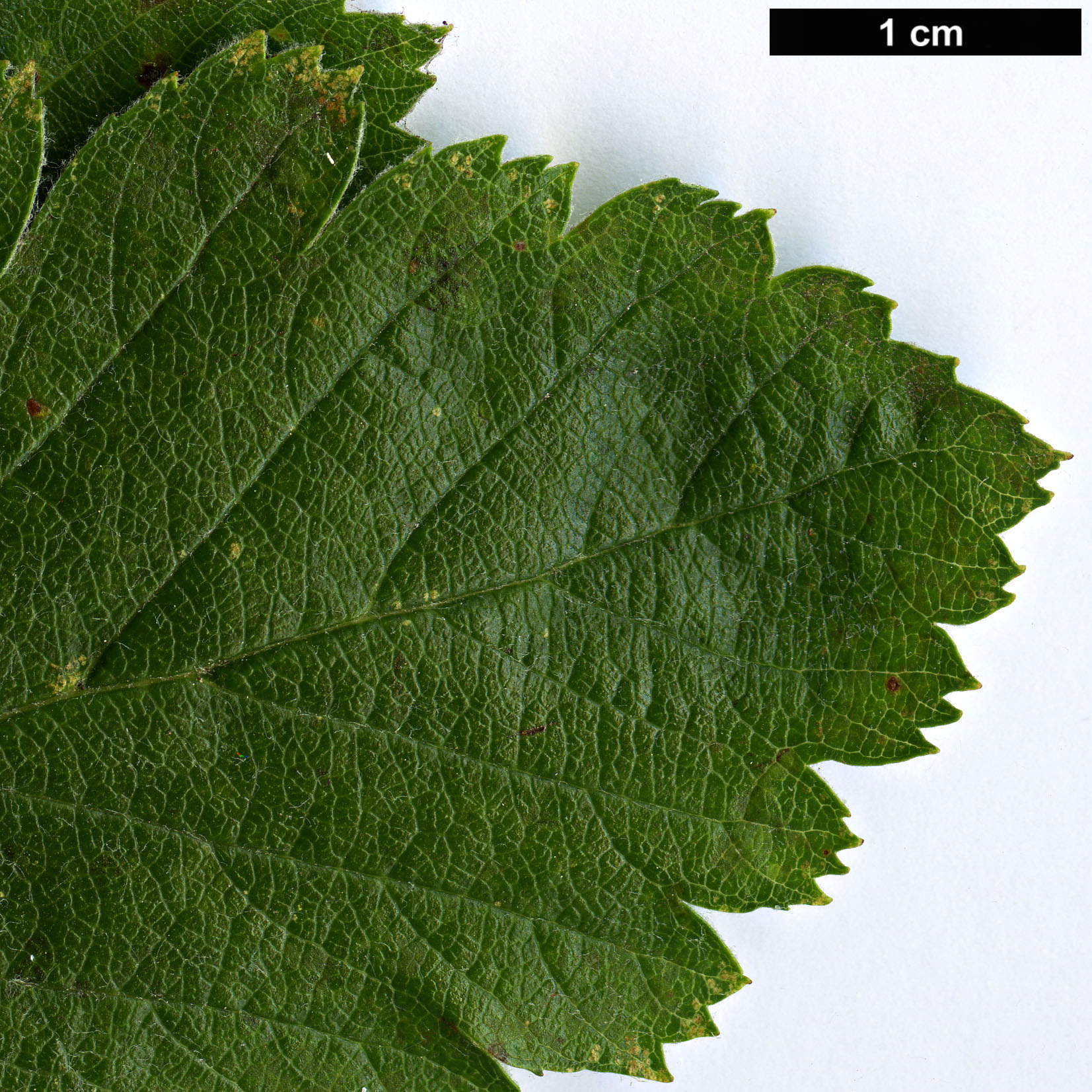 High resolution image: Family: Rosaceae - Genus: Sorbus - Taxon: lancifolia