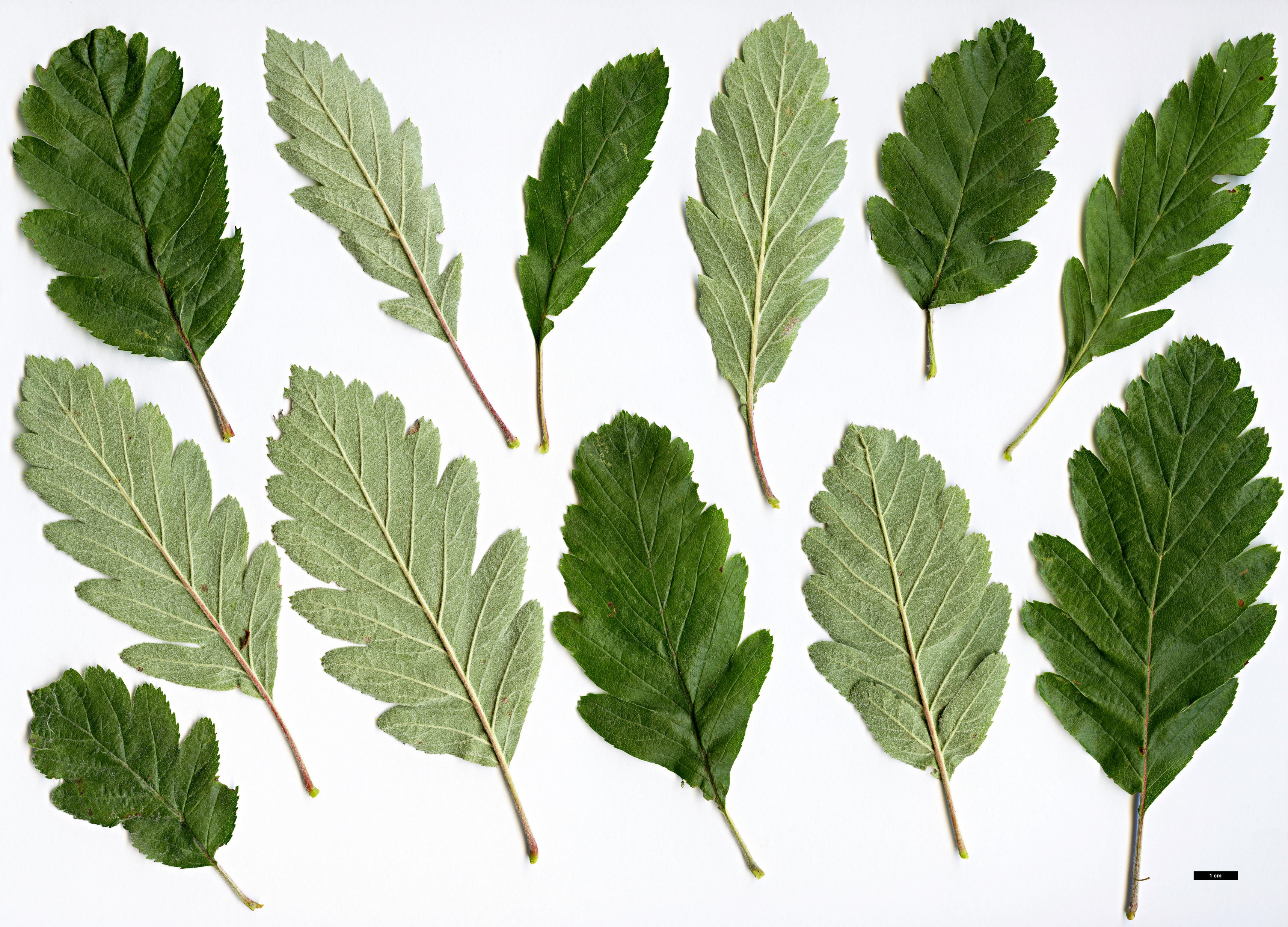 High resolution image: Family: Rosaceae - Genus: Sorbus - Taxon: lancifolia