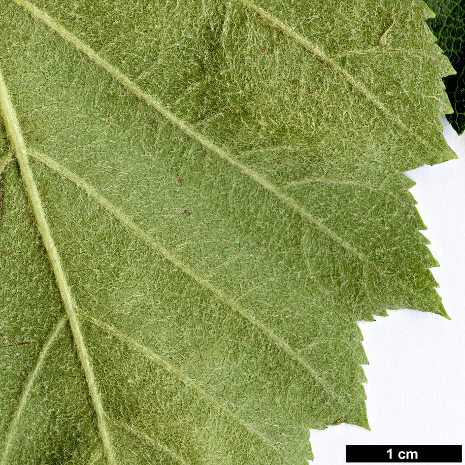 High resolution image: Family: Rosaceae - Genus: Sorbus - Taxon: latifolia
