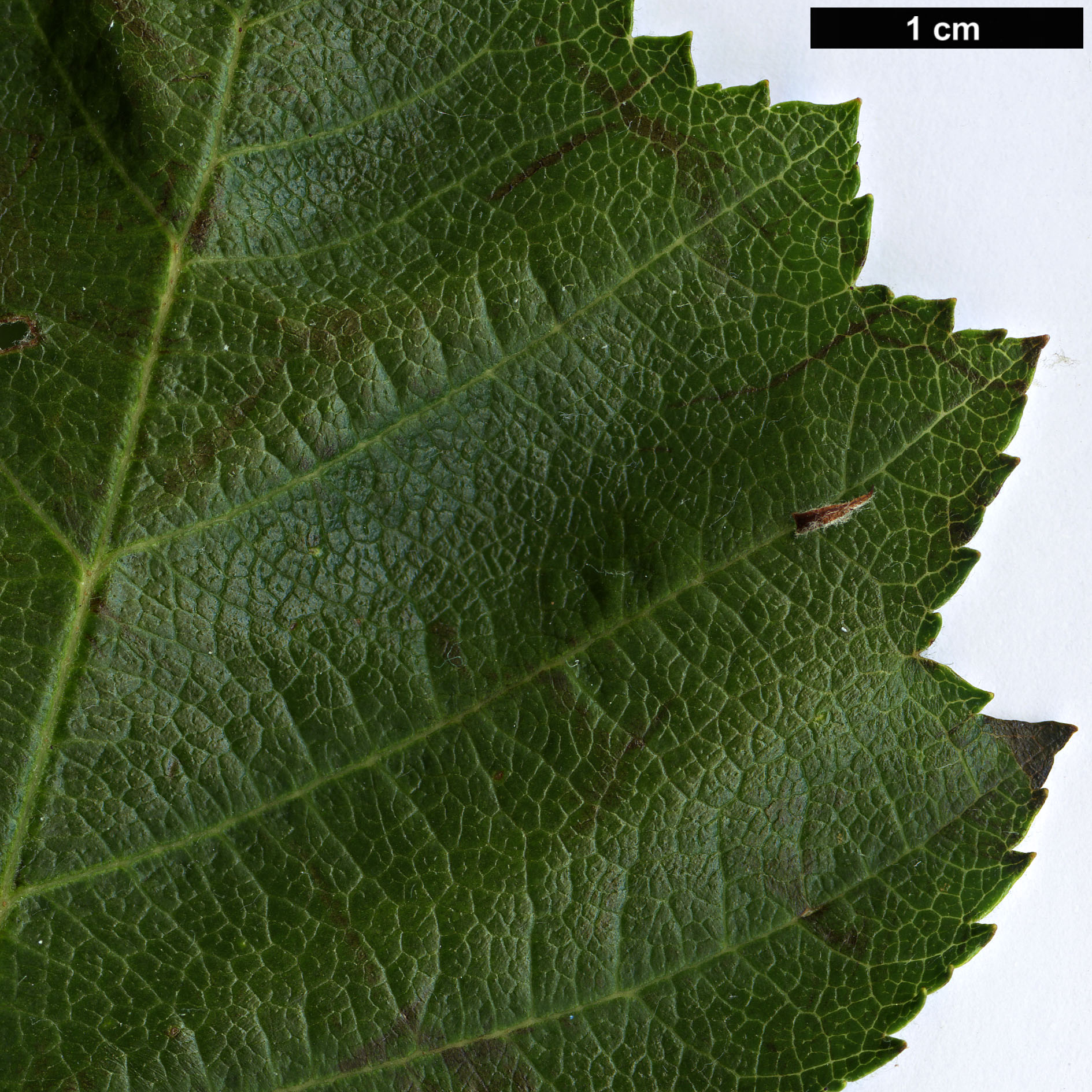 High resolution image: Family: Rosaceae - Genus: Sorbus - Taxon: latifolia