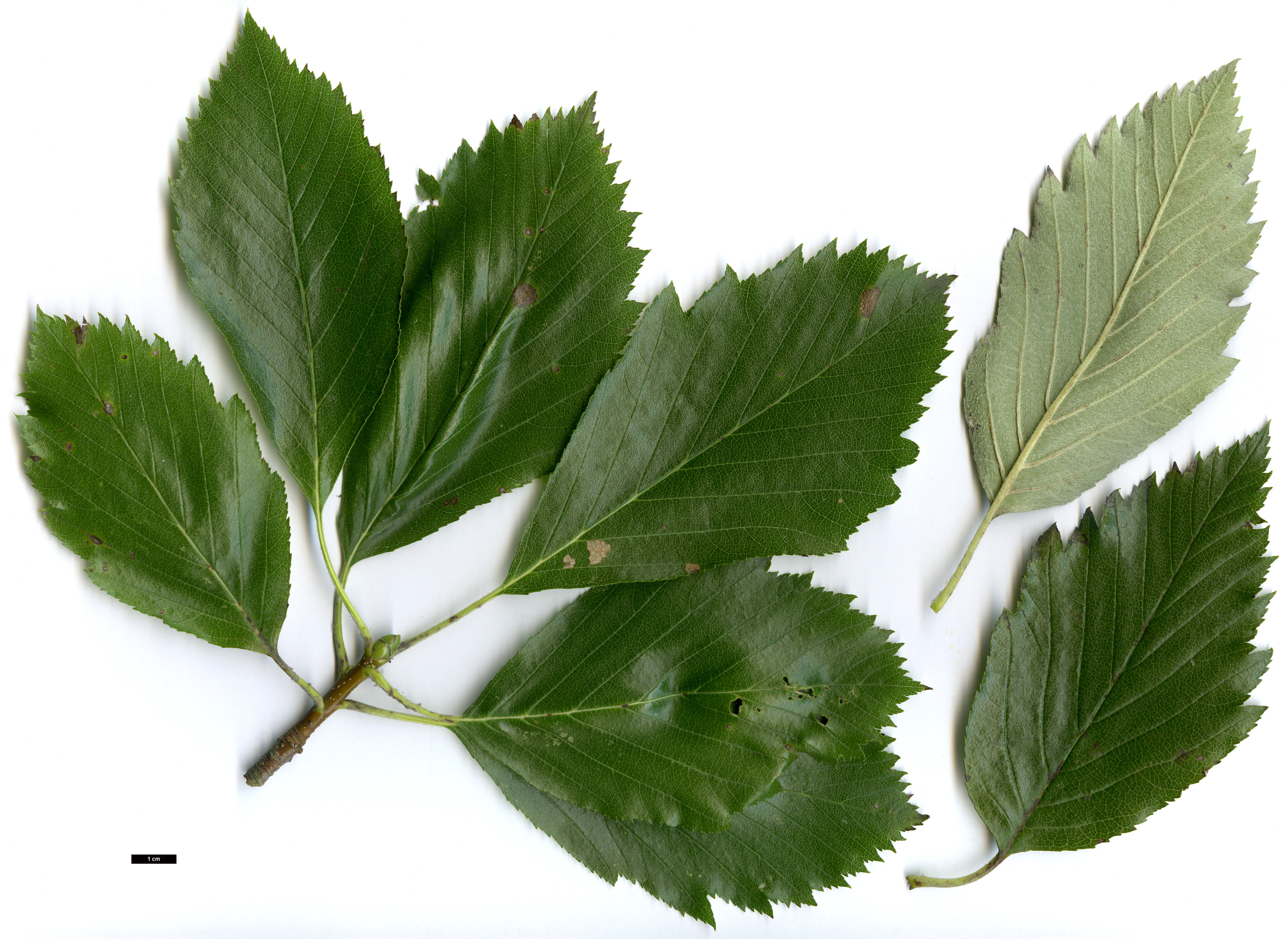 High resolution image: Family: Rosaceae - Genus: Sorbus - Taxon: latissima