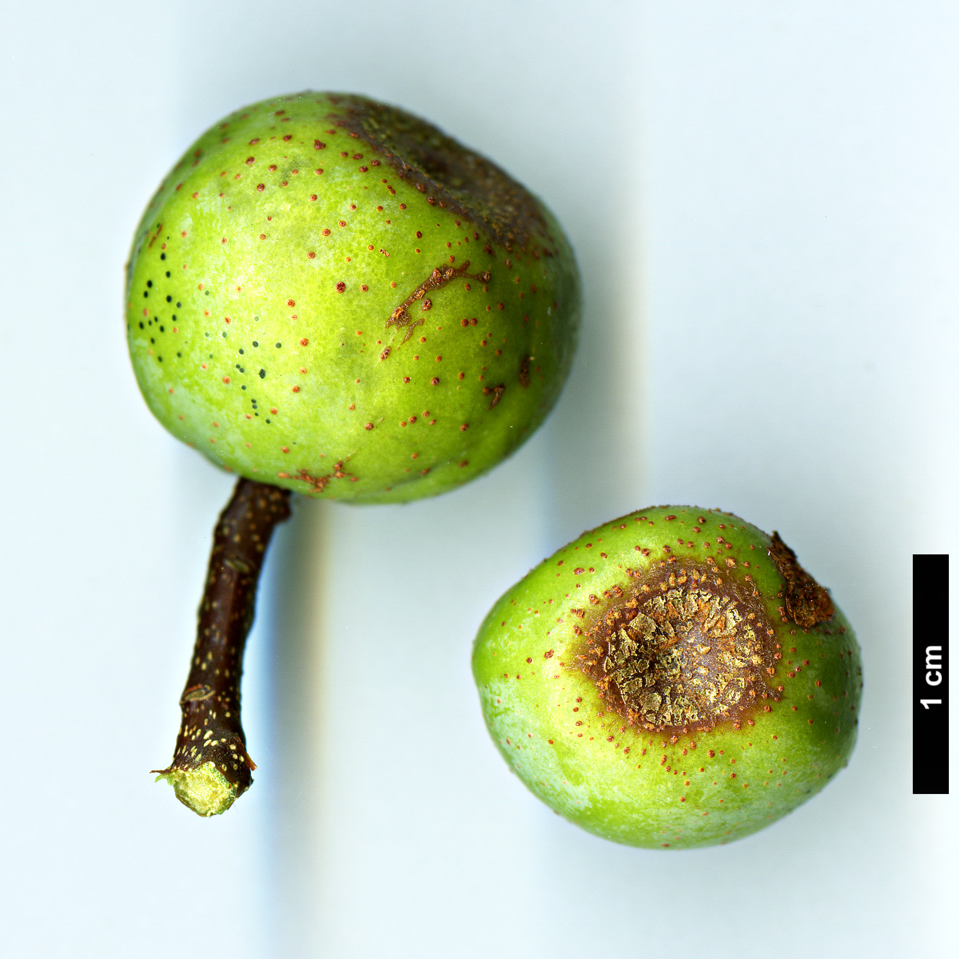 High resolution image: Family: Rosaceae - Genus: Sorbus - Taxon: ligustrifolia High resolution image: Family: Rosaceae - Genus: Sorbus - Taxon: ligustrifolia