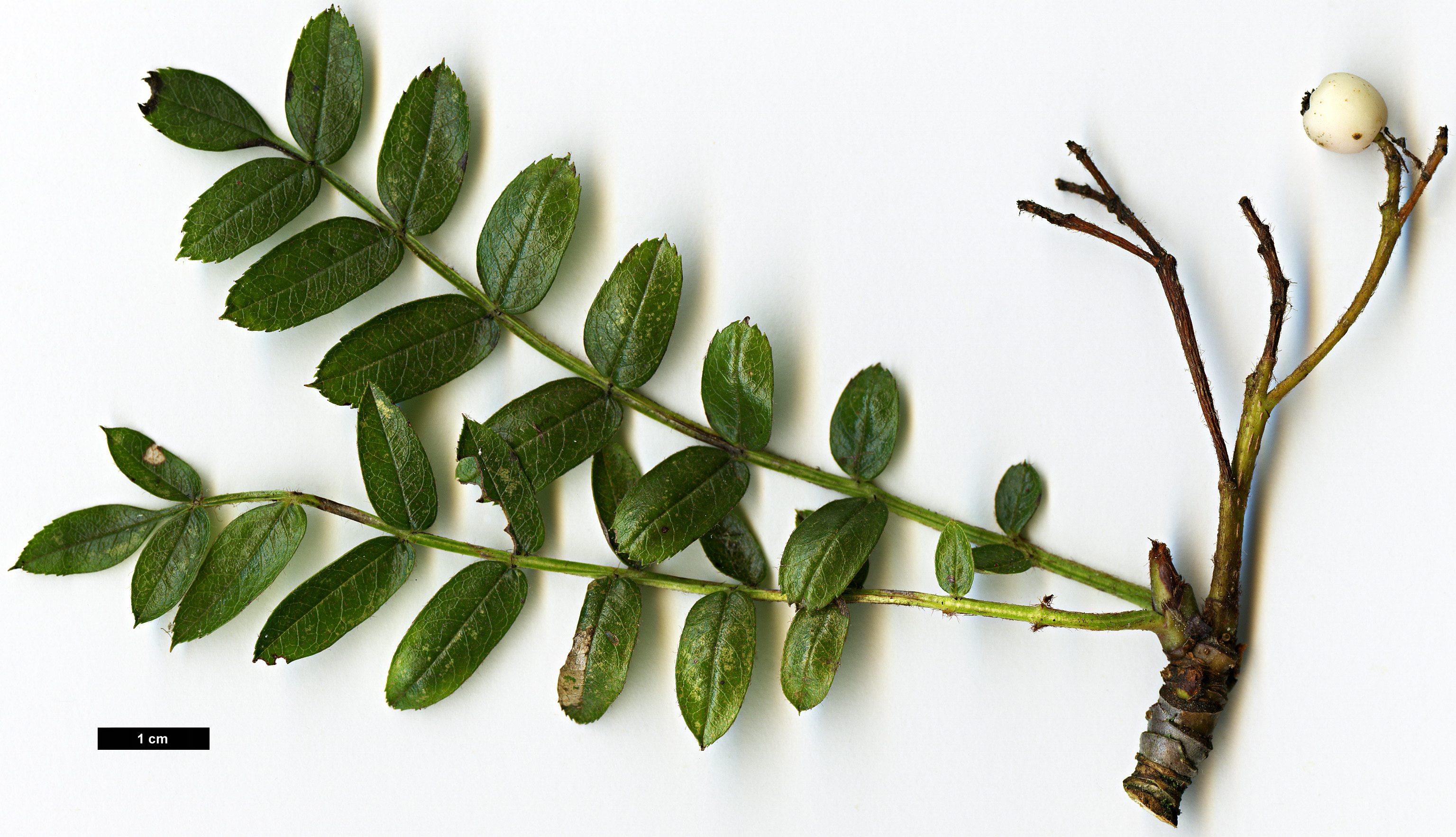 High resolution image: Family: Rosaceae - Genus: Sorbus - Taxon: lingshiensis High resolution image: Family: Rosaceae - Genus: Sorbus - Taxon: lingshiensis