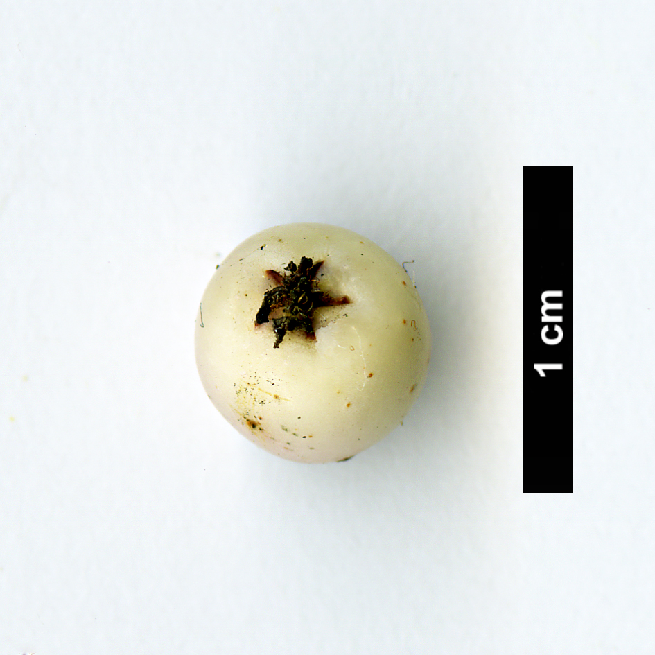 High resolution image: Family: Rosaceae - Genus: Sorbus - Taxon: lingshiensis High resolution image: Family: Rosaceae - Genus: Sorbus - Taxon: lingshiensis