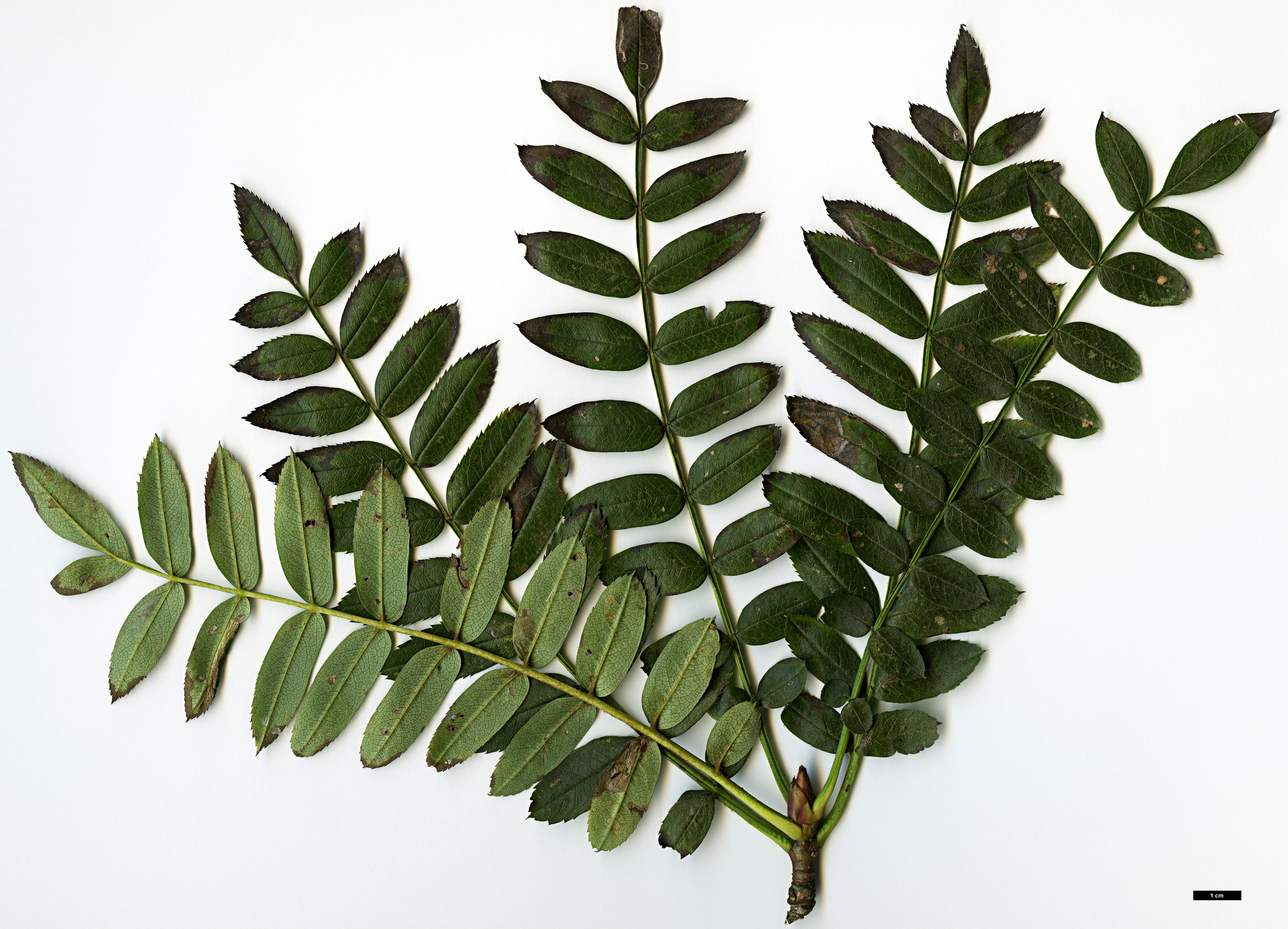 High resolution image: Family: Rosaceae - Genus: Sorbus - Taxon: lingshiensis High resolution image: Family: Rosaceae - Genus: Sorbus - Taxon: lingshiensis