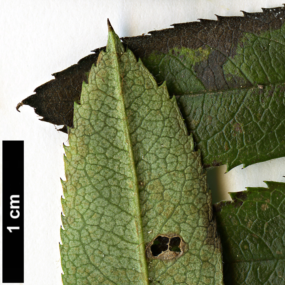 High resolution image: Family: Rosaceae - Genus: Sorbus - Taxon: lingshiensis High resolution image: Family: Rosaceae - Genus: Sorbus - Taxon: lingshiensis